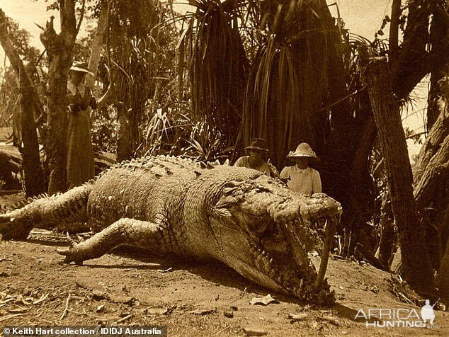 Krys an 8.64-metre (28.3 ft) long saltwater crocodile