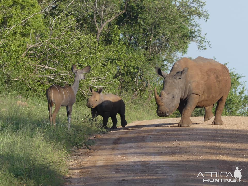 Kudd female & White Rhino and calf in the Kruger National Park South Africa