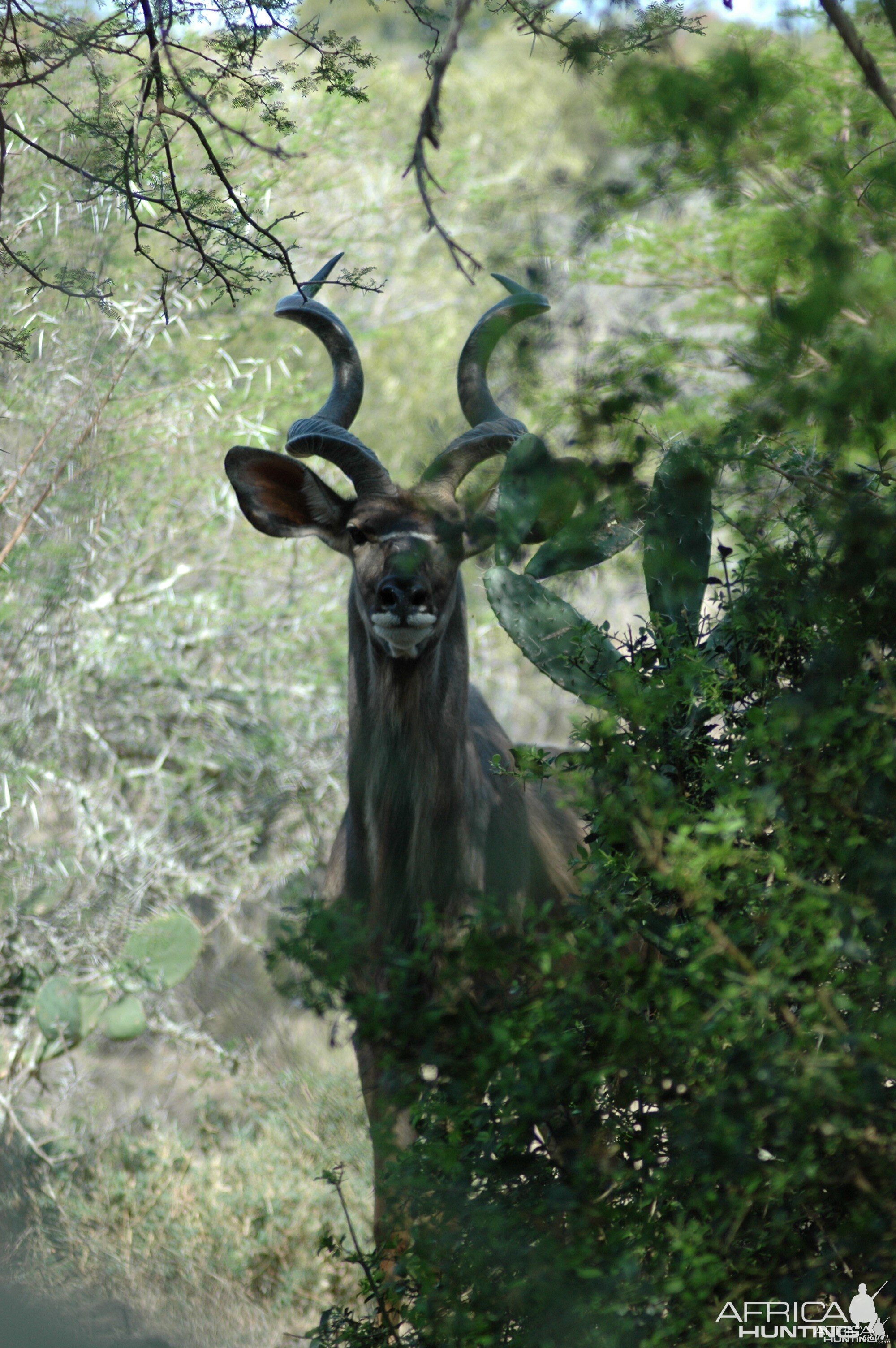 Kudu 5 yds away by pond, Eastern Cape, South Africa