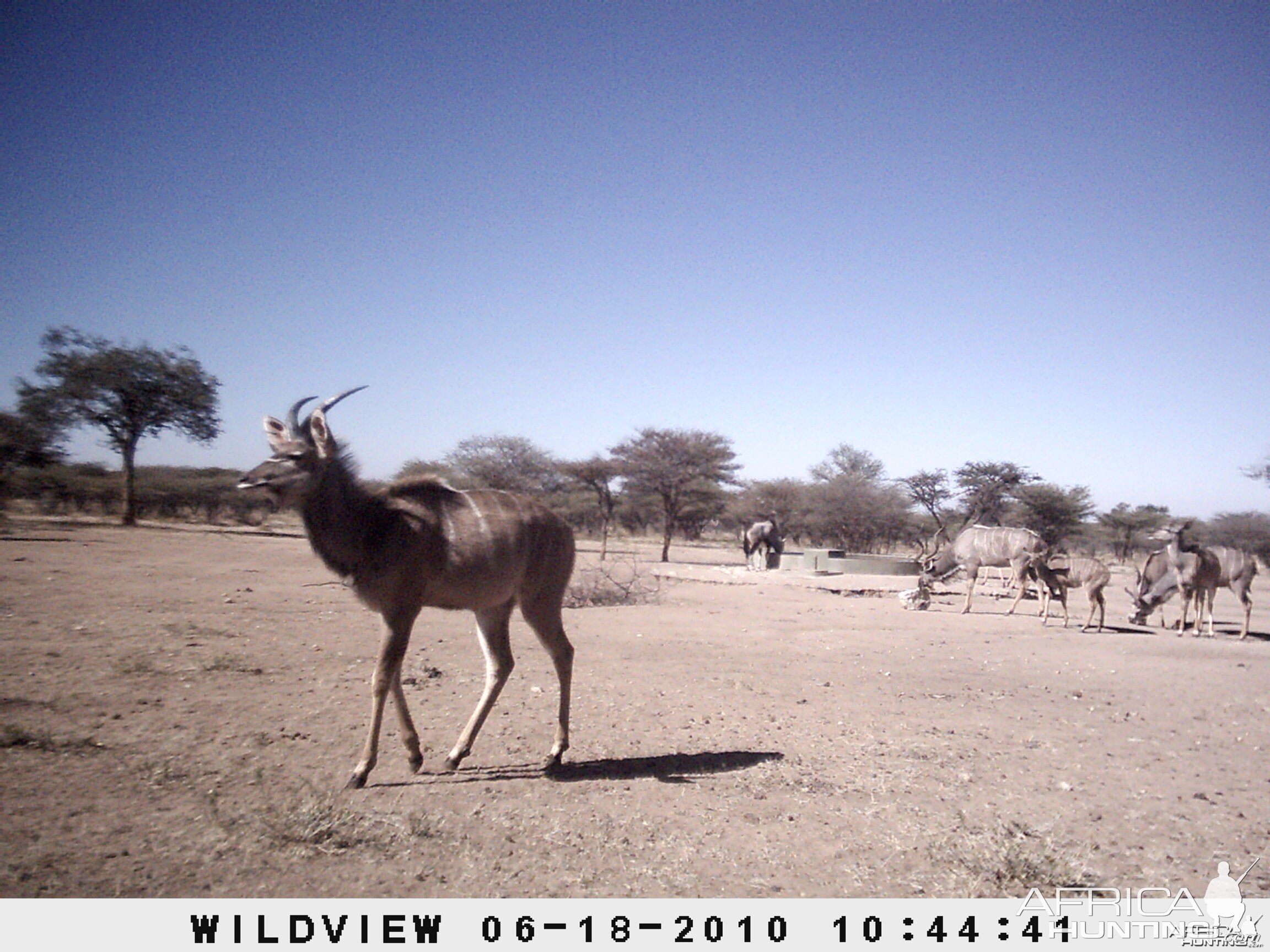 Kudu and Gemsbok, Namibia