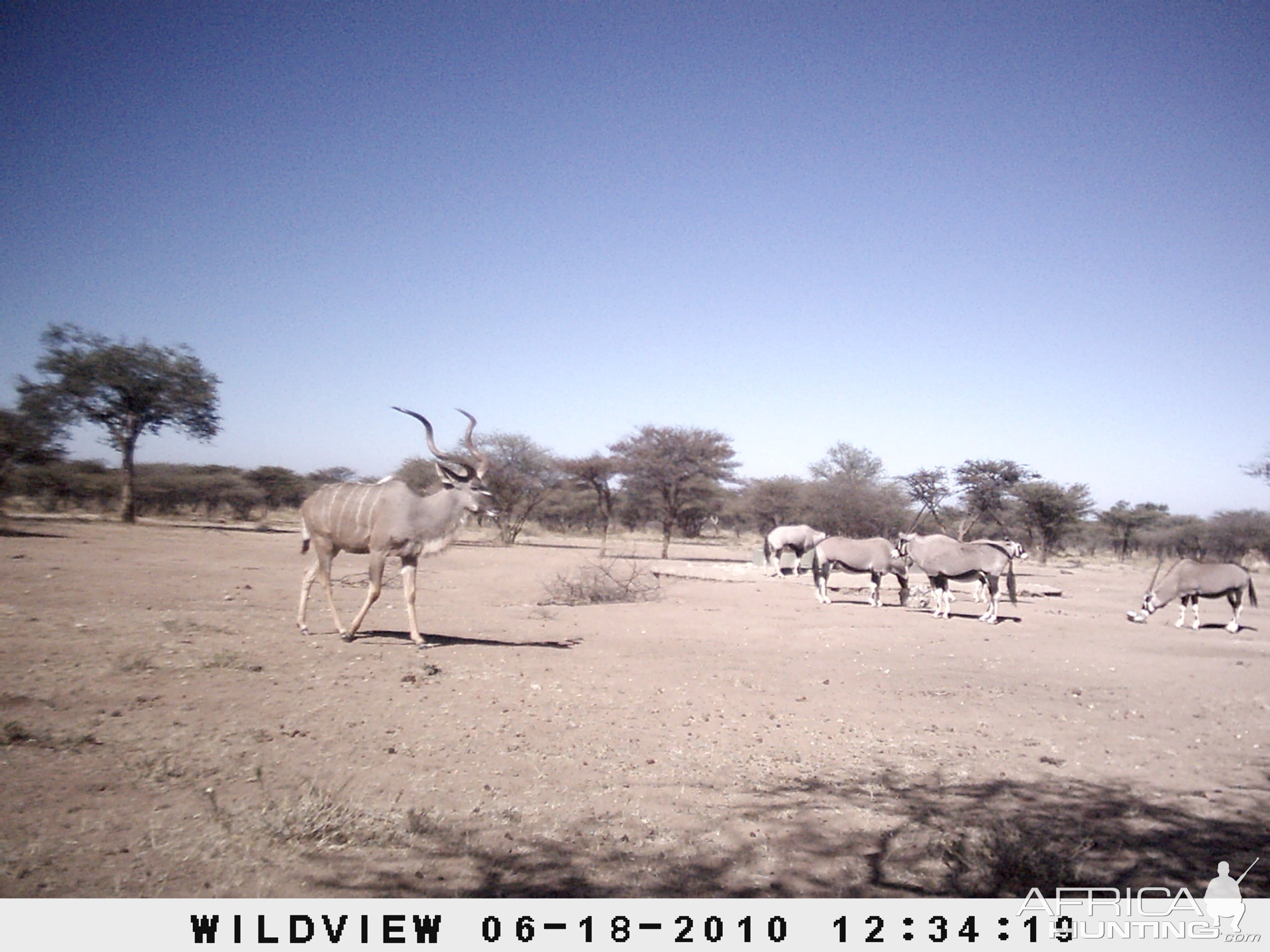 Kudu and Gemsbok, Namibia