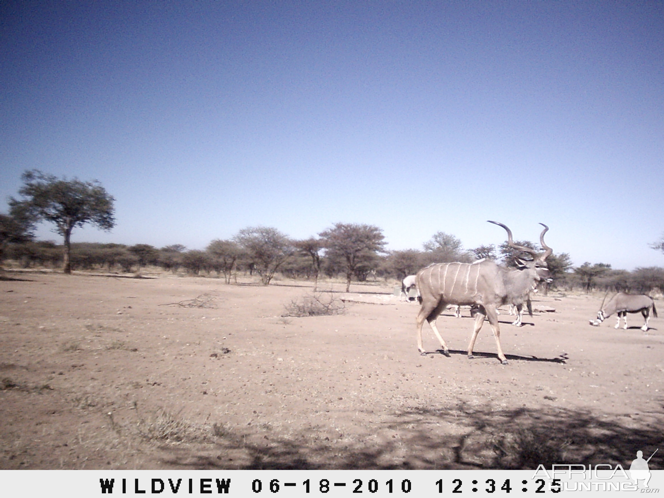 Kudu and Gemsbok, Namibia