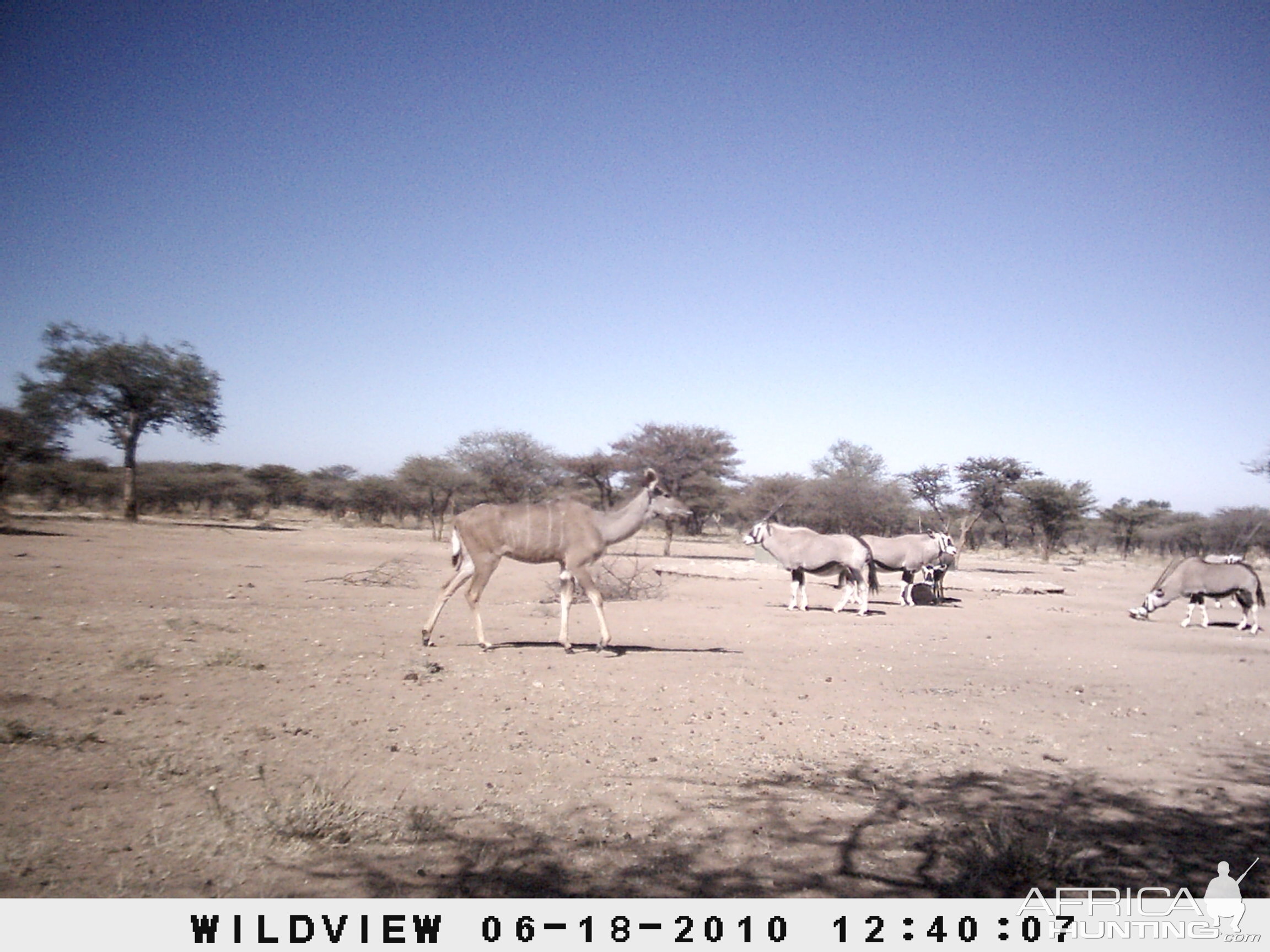 Kudu and Gemsbok, Namibia