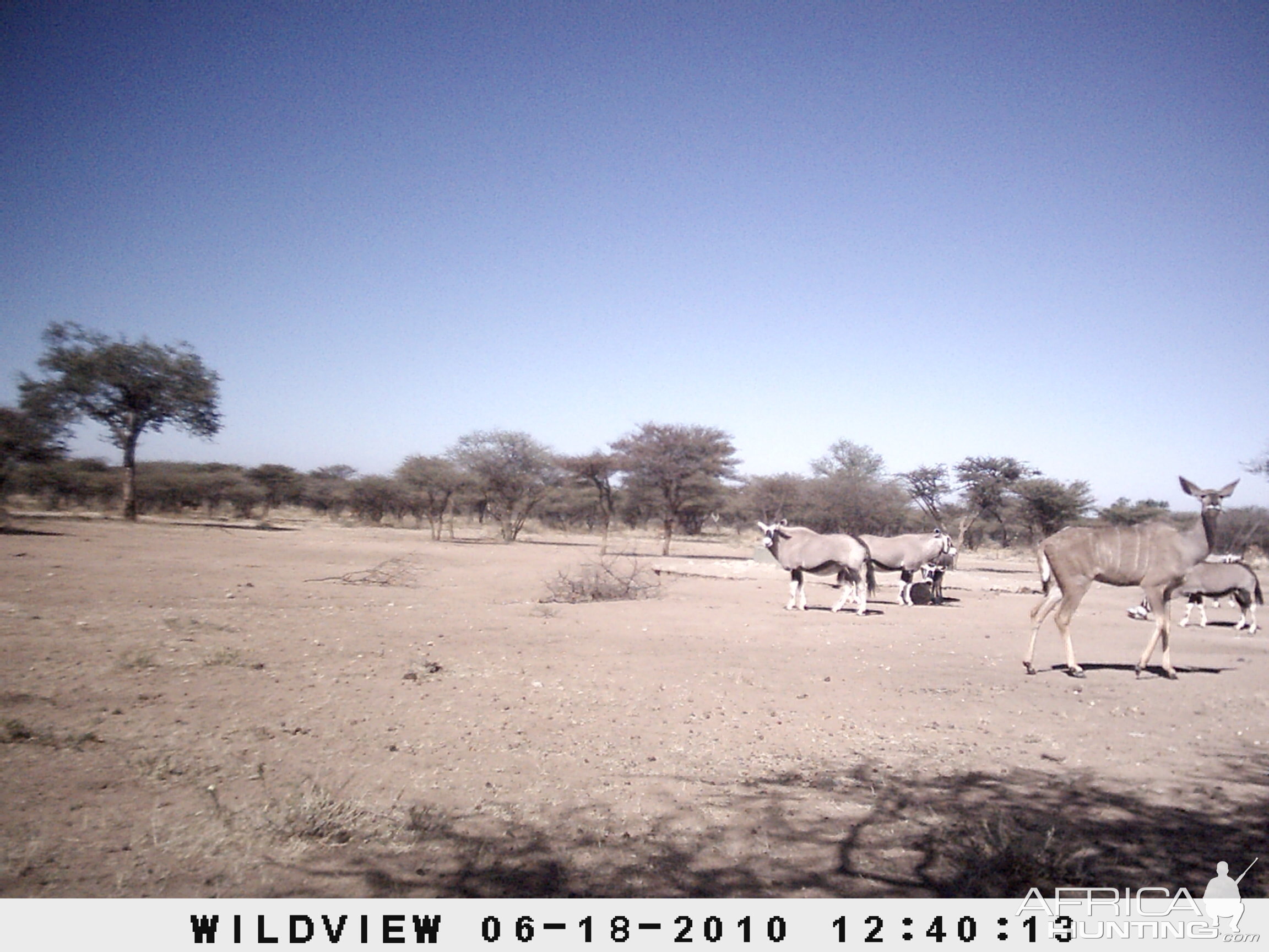 Kudu and Gemsbok, Namibia