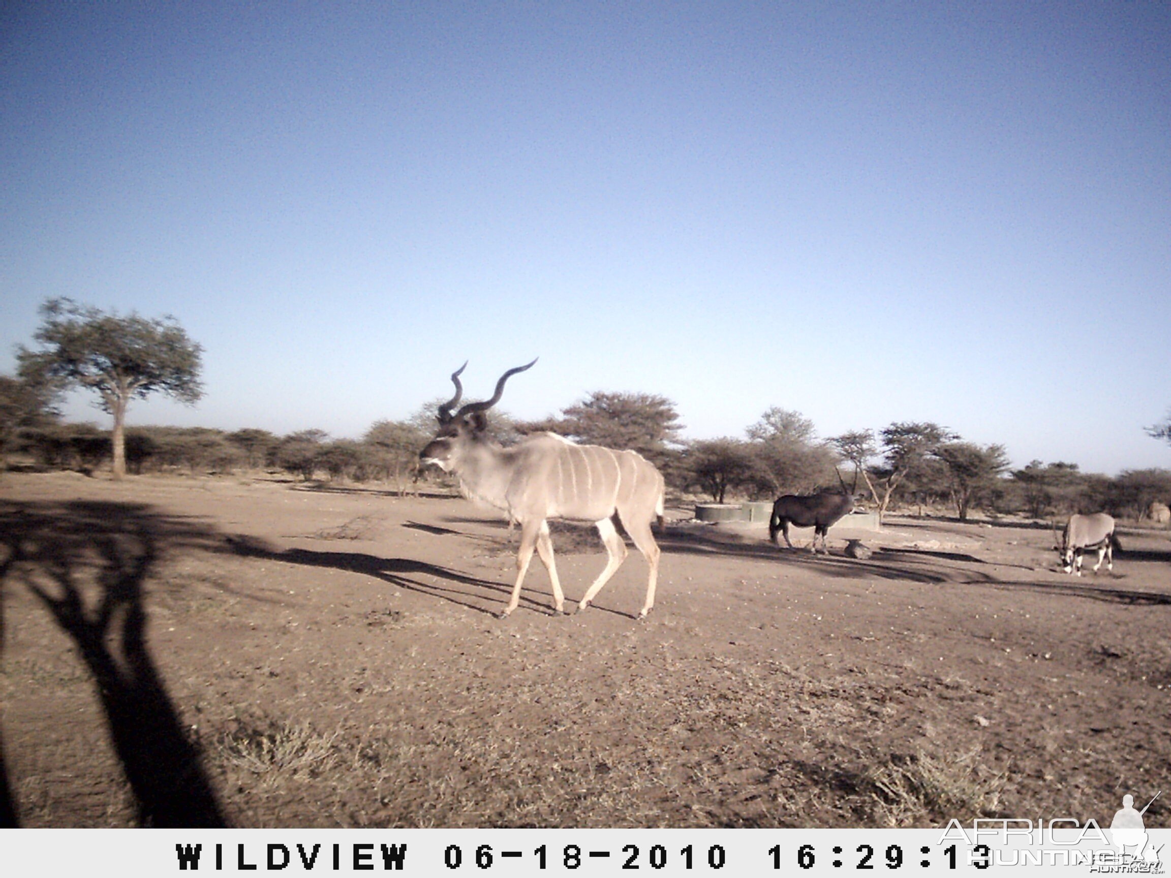 Kudu and Gemsbok, Namibia