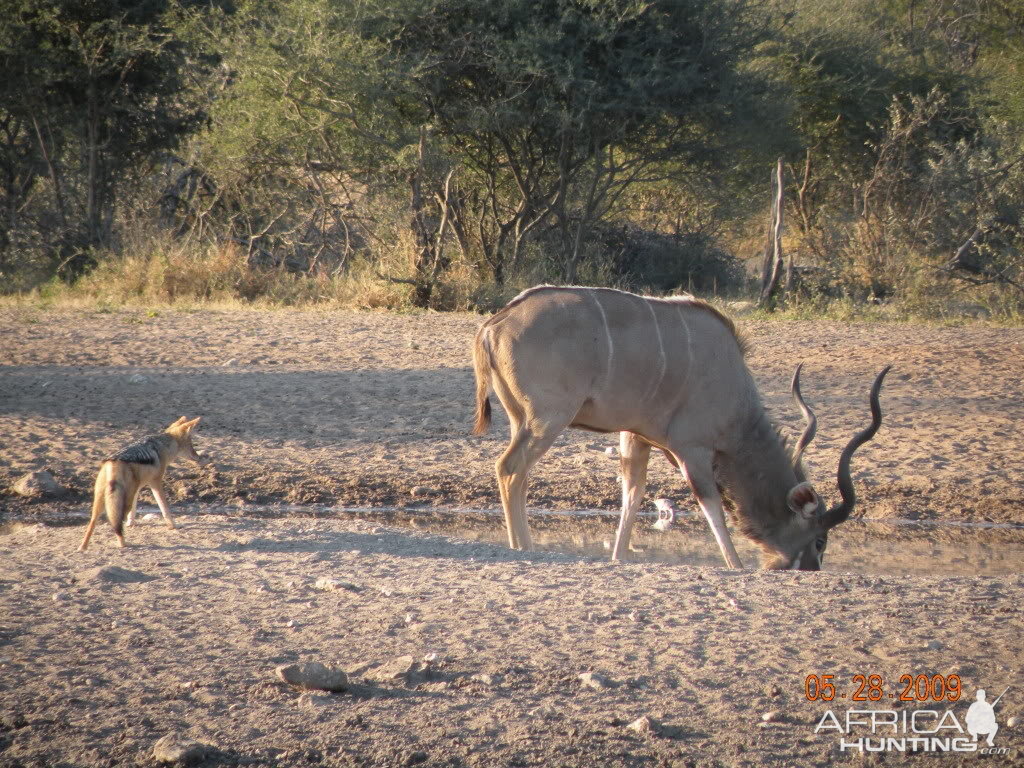 Kudu and Jackal