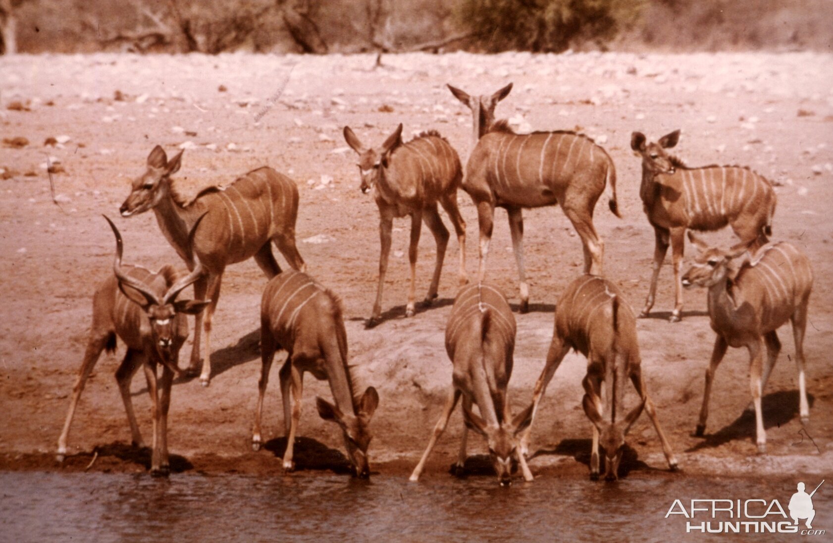 Kudu at Etosha National Park in Namibia