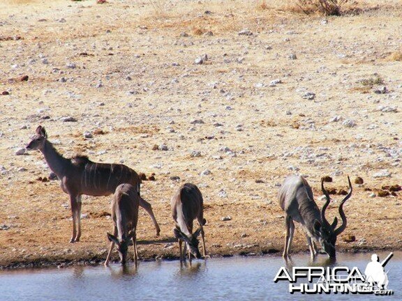 Kudu at Etosha