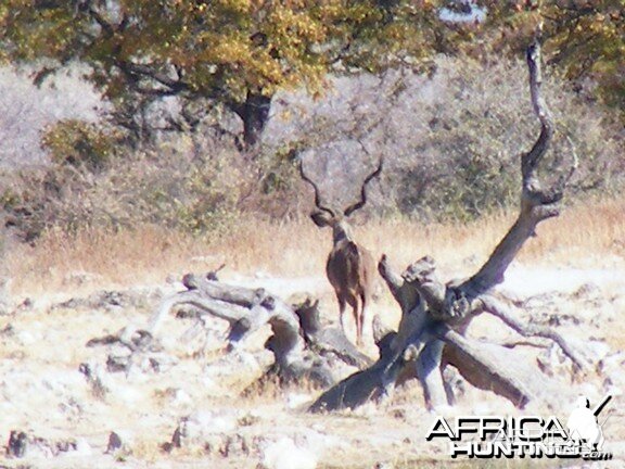 Kudu at Etosha