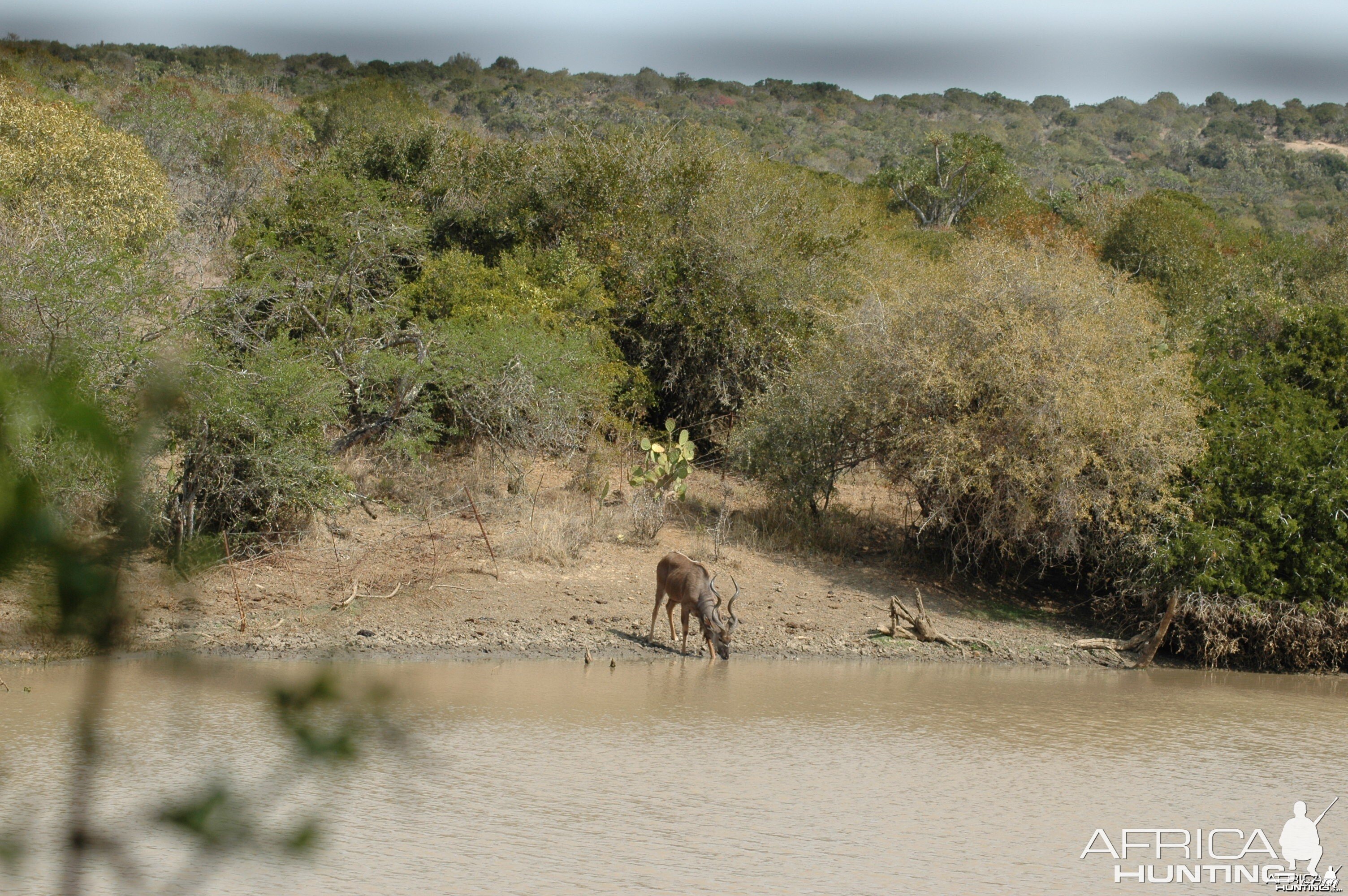 Kudu at pond, Eastern Cape, South Africa