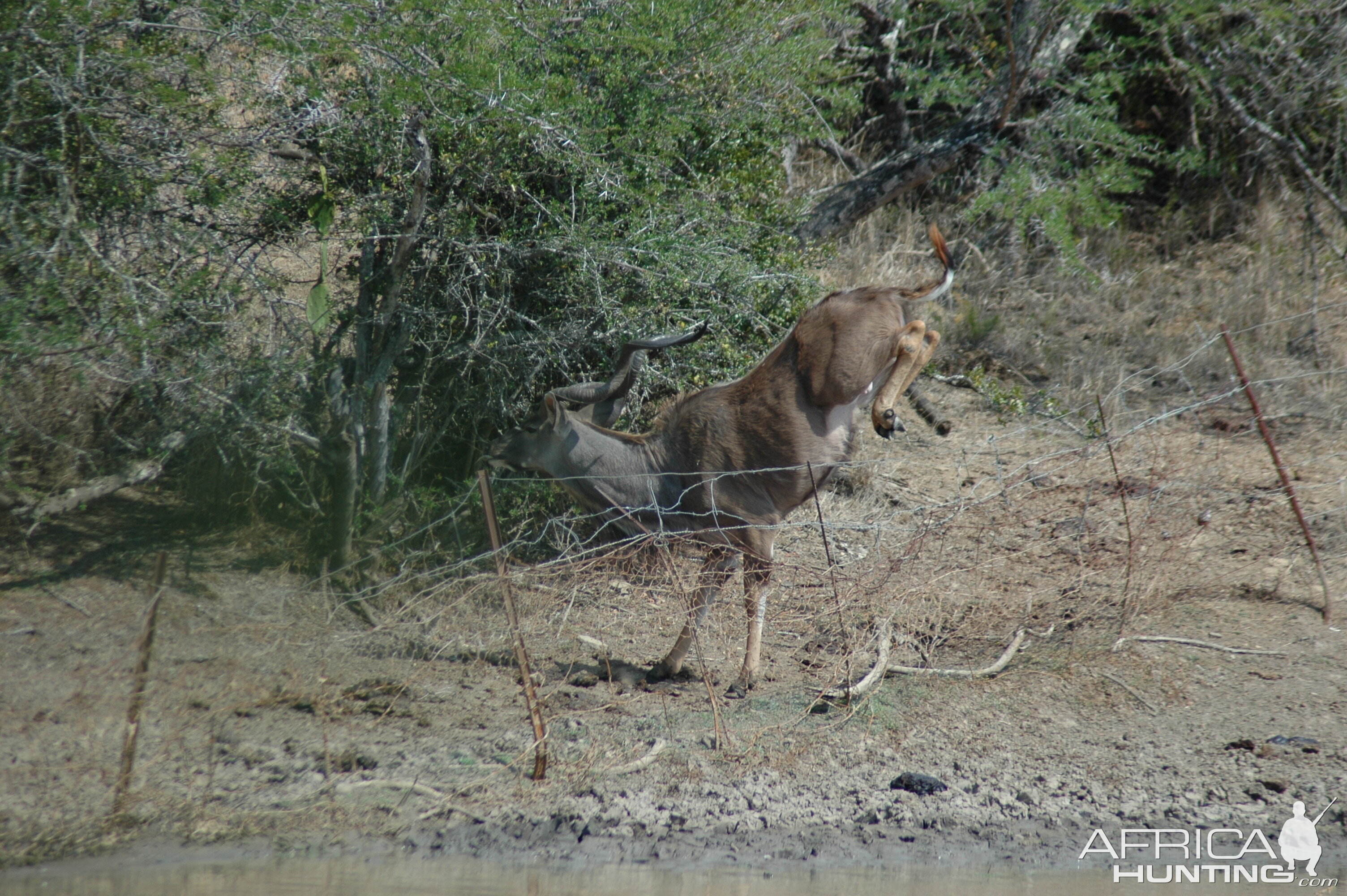 Kudu at pond, Eastern Cape, South Africa