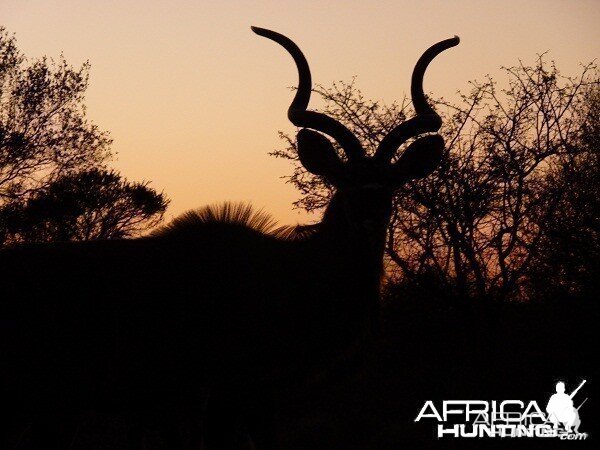 Kudu at sunset