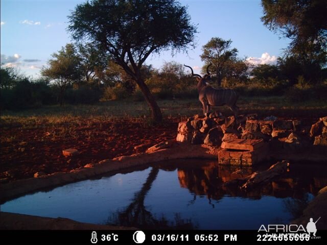 Kudu at Tally Ho Game Ranch South Africa