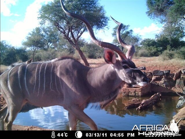 Kudu at Tally Ho Game Ranch South Africa