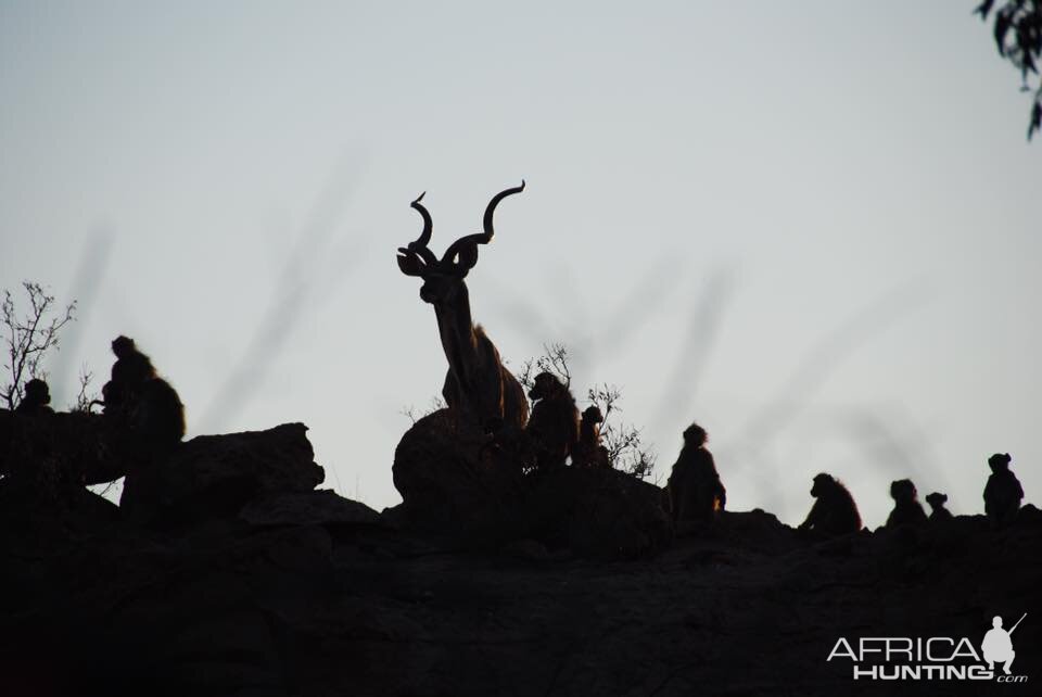 Kudu & Baboons in the dawn