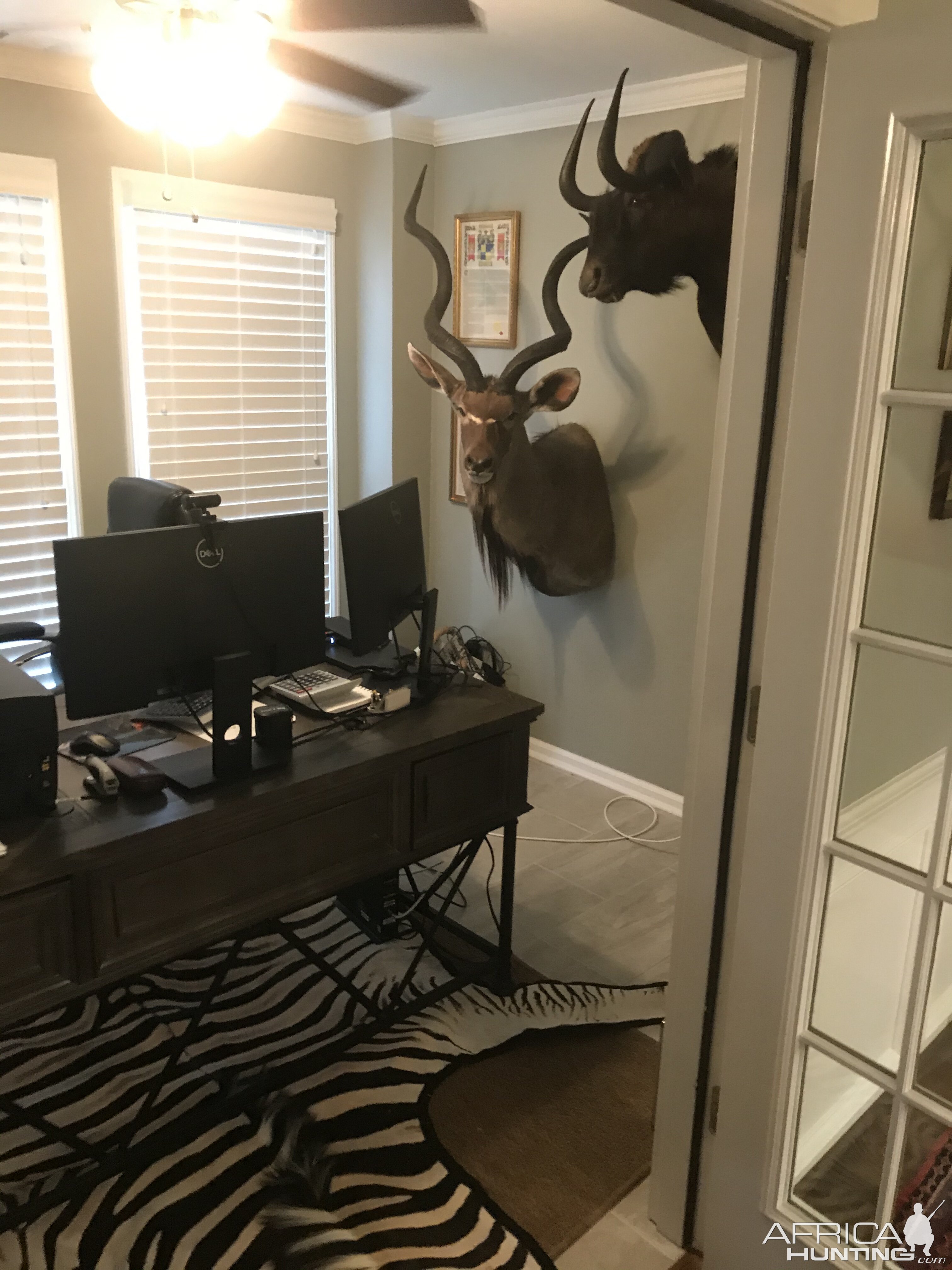 Kudu & Black Wildebeest Shoulder Mount Taxidermy