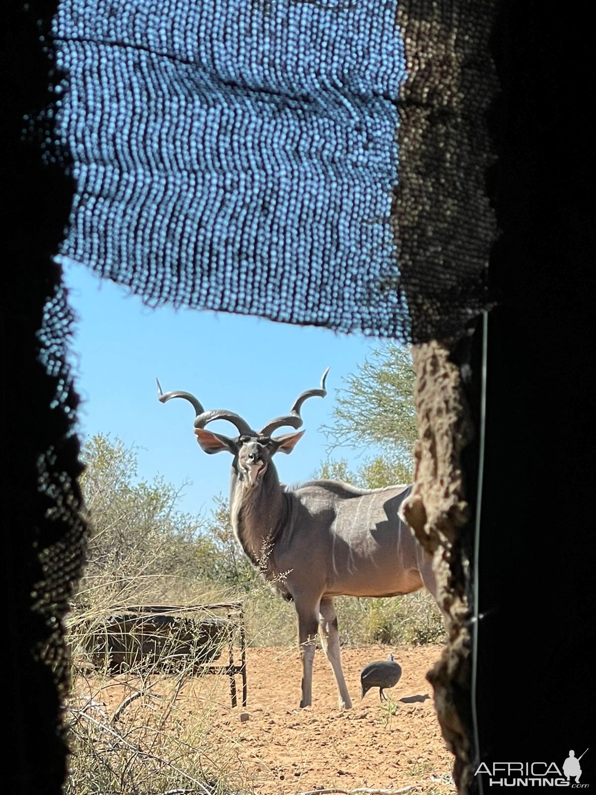 Kudu Blind South Africa