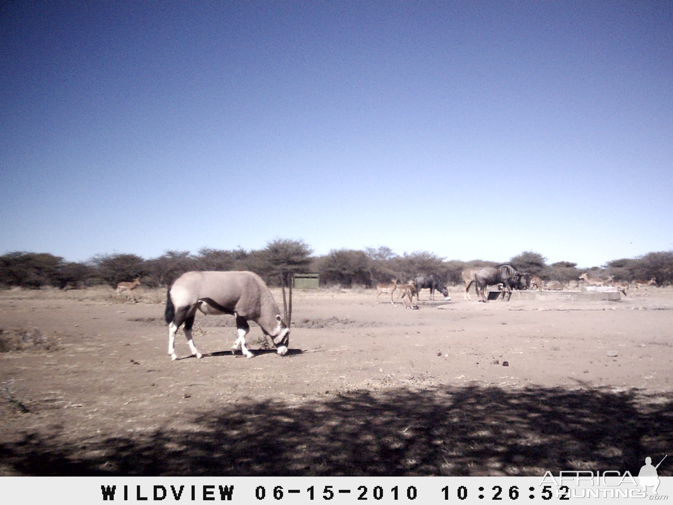 Kudu, Blue Wildebeest, Gemsbok, Impala, Namibia