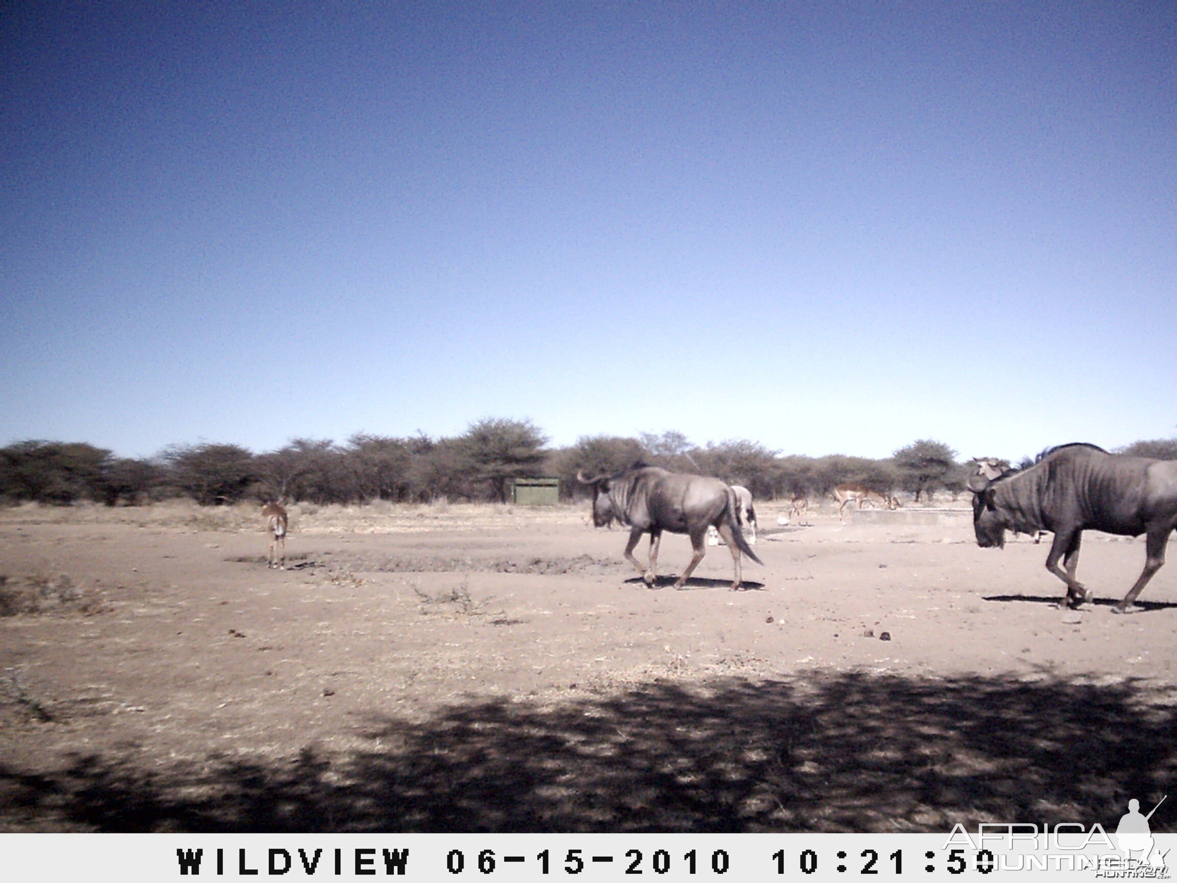 Kudu, Blue Wildebeest, Impala, Namibia