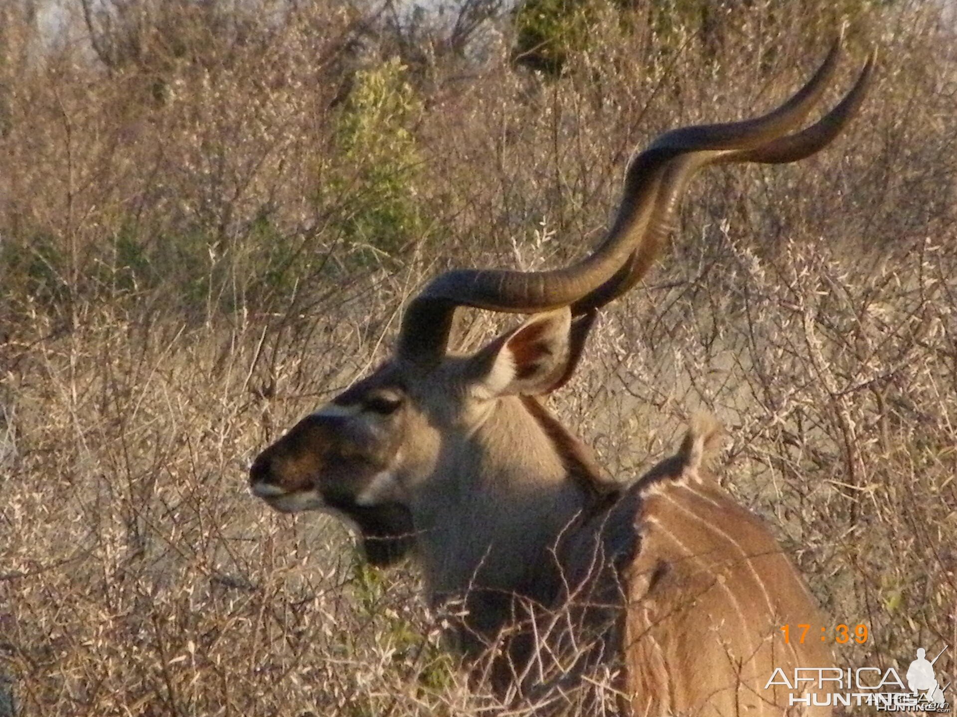 Kudu, Botswana