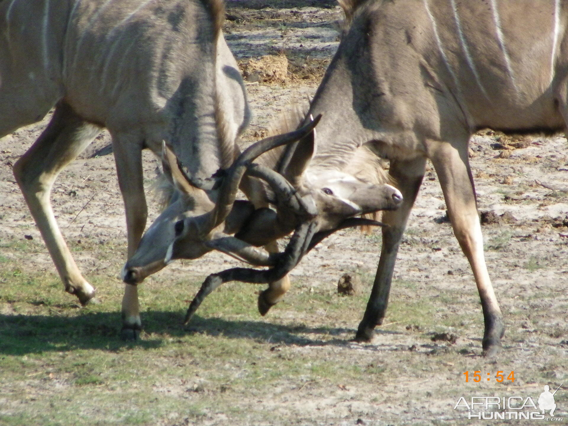 Kudu, Botswana