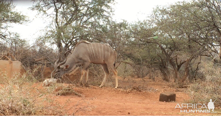 Kudu Bow Hunting Impact Shot