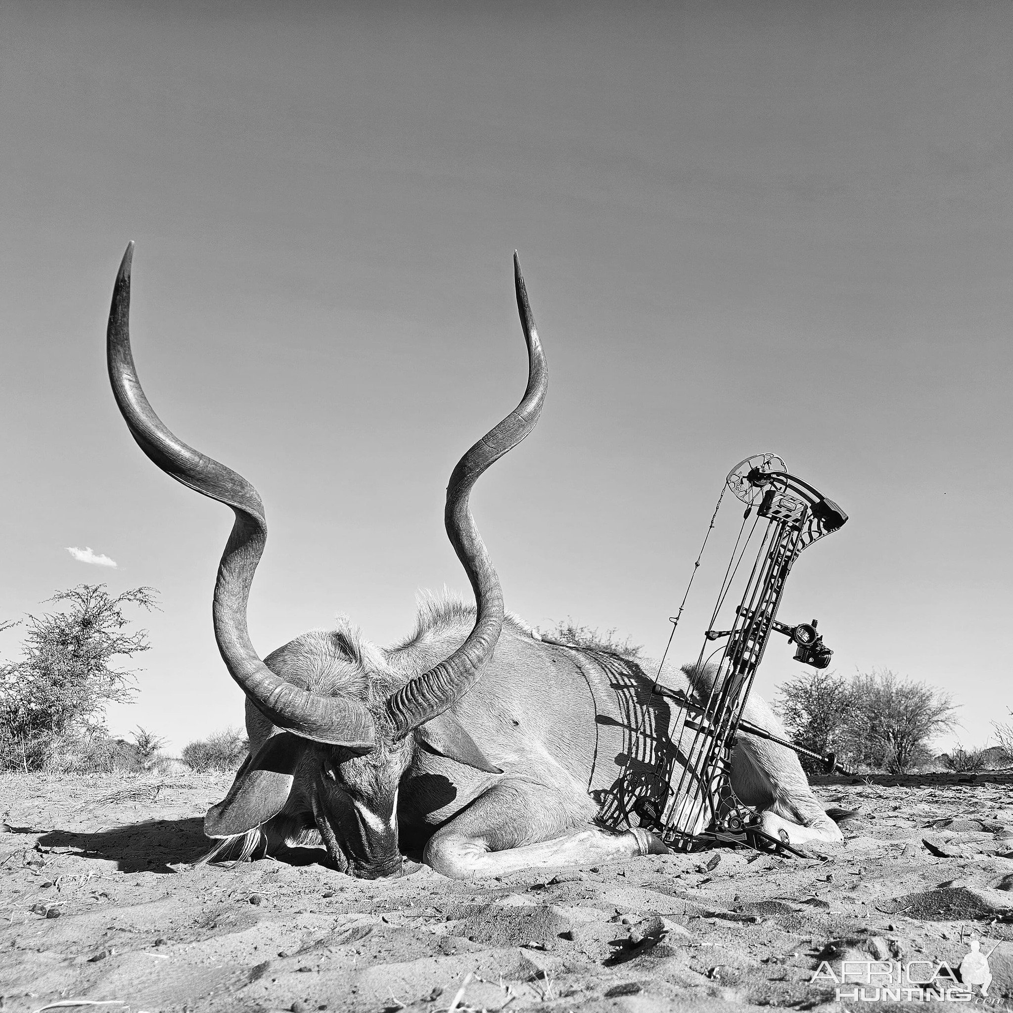 Kudu Bow Hunting Kalahari South Africa