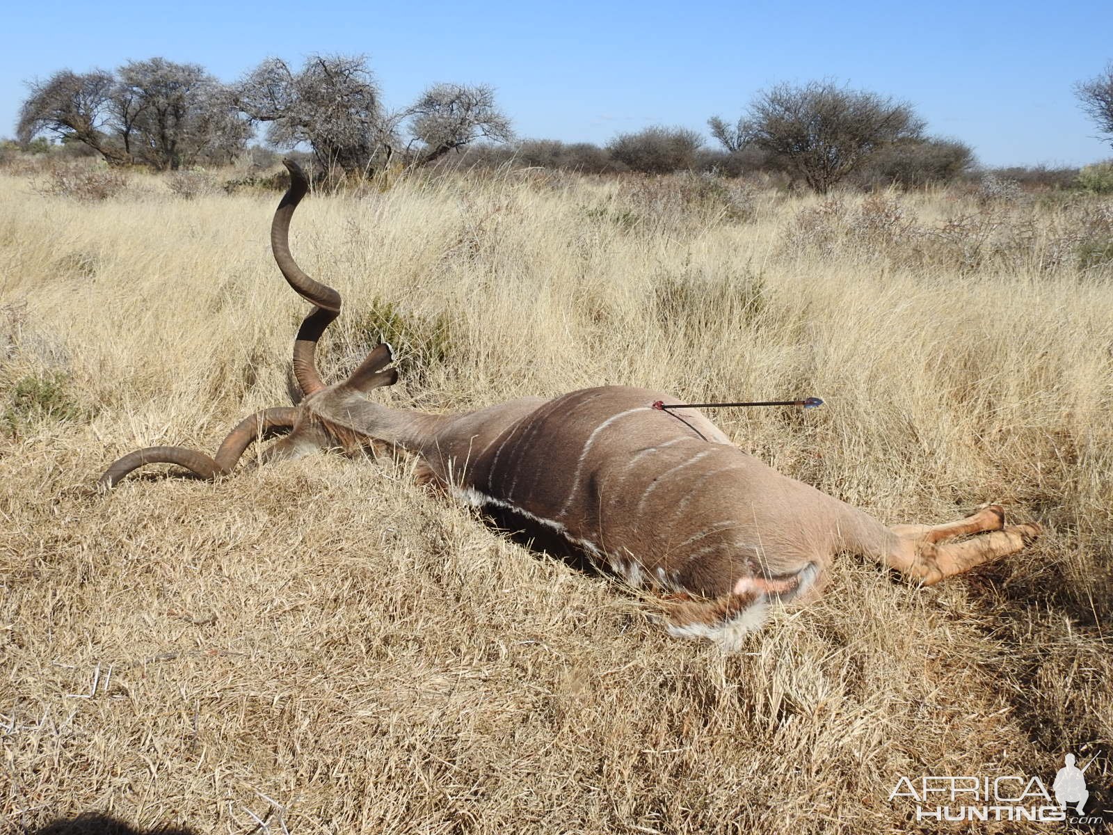 Kudu Bow Hunting South Africa