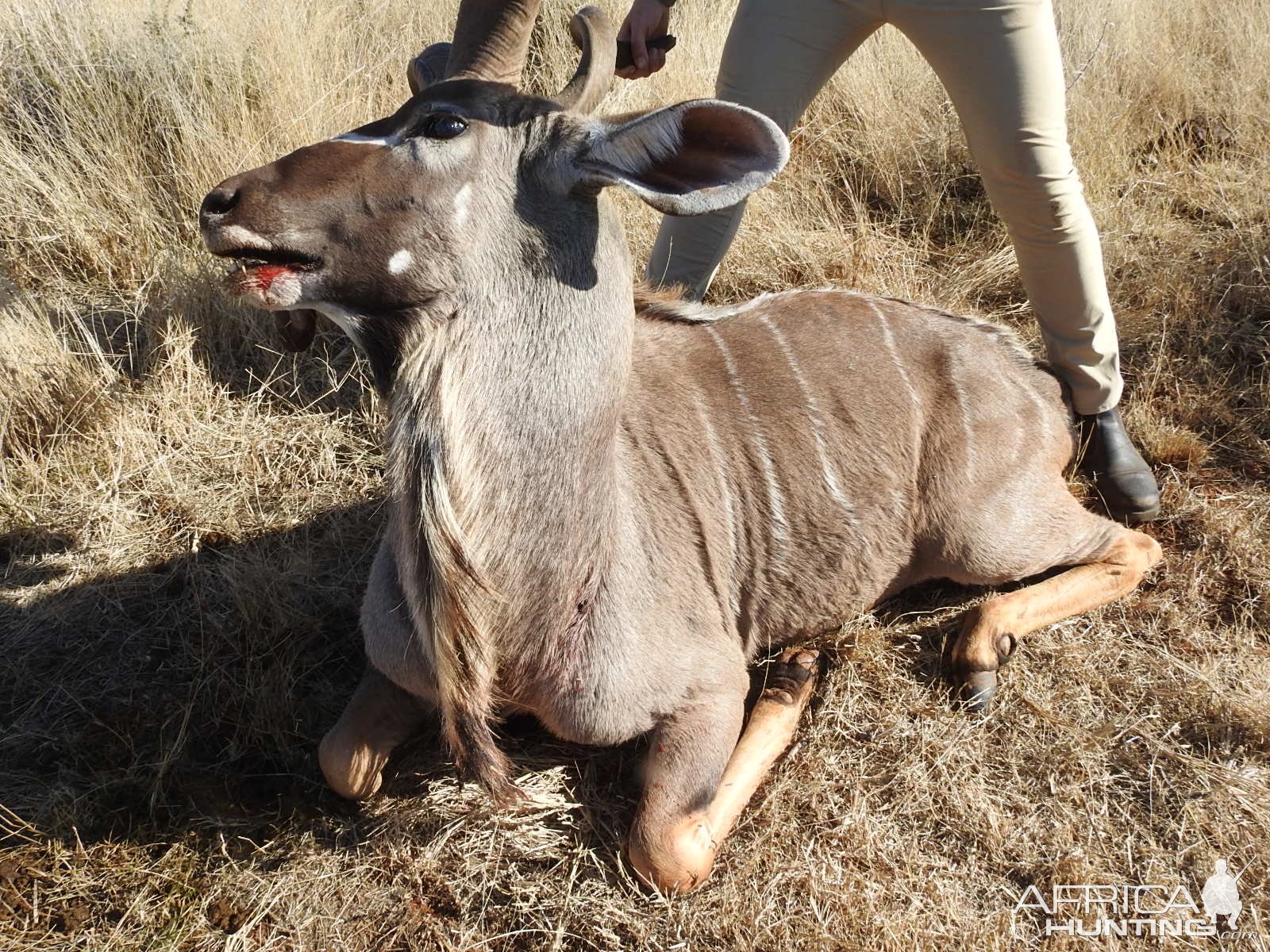 Kudu Bow Hunting South Africa