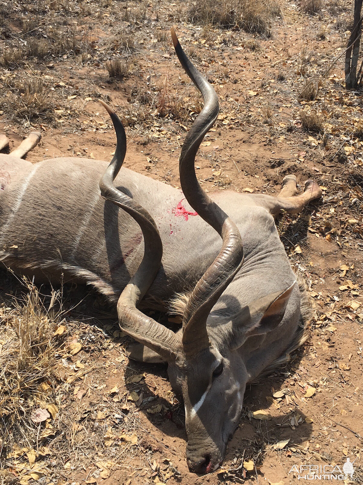 Kudu Bow Hunting South Africa