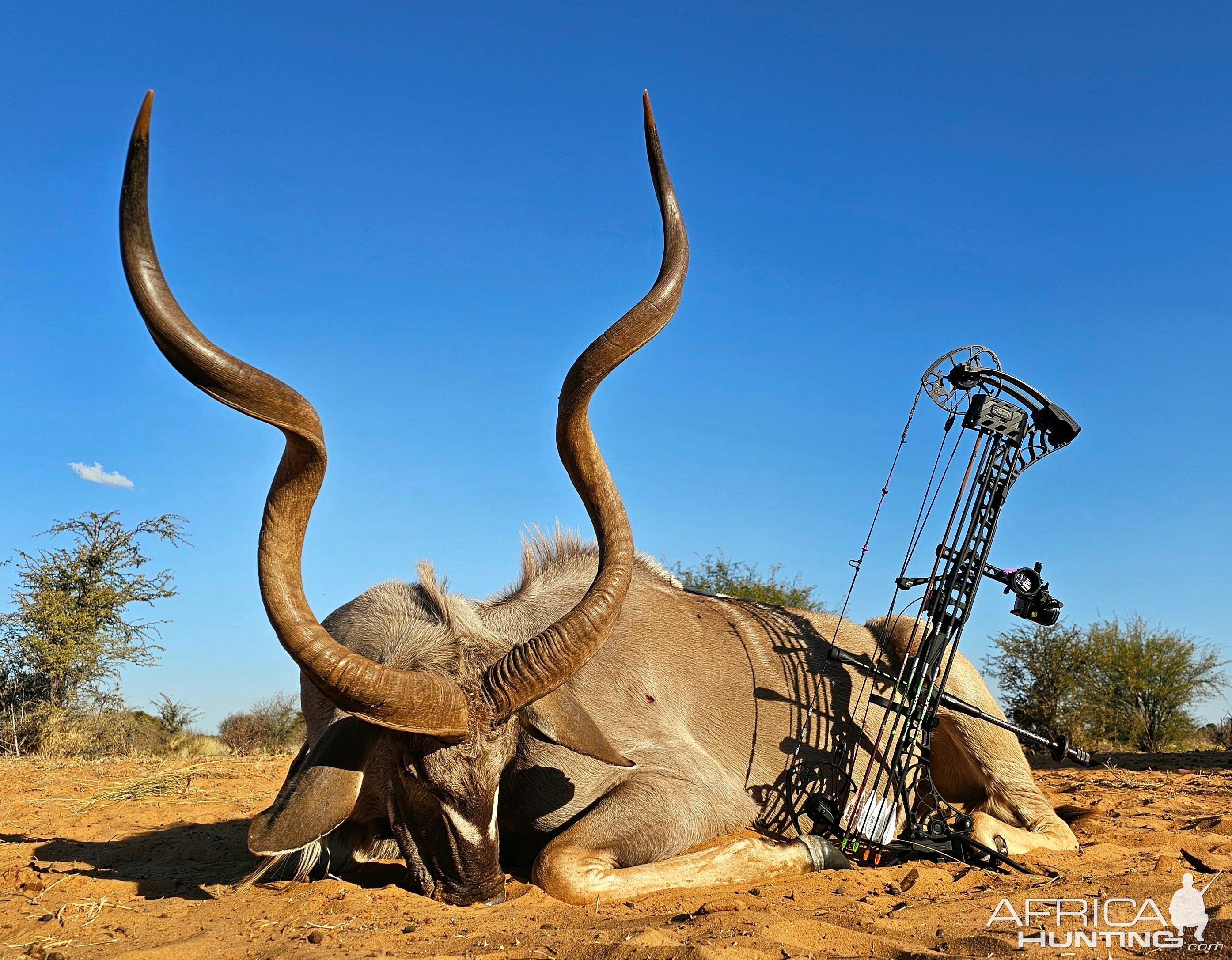 Kudu Bowhunting Kalahari South Africa