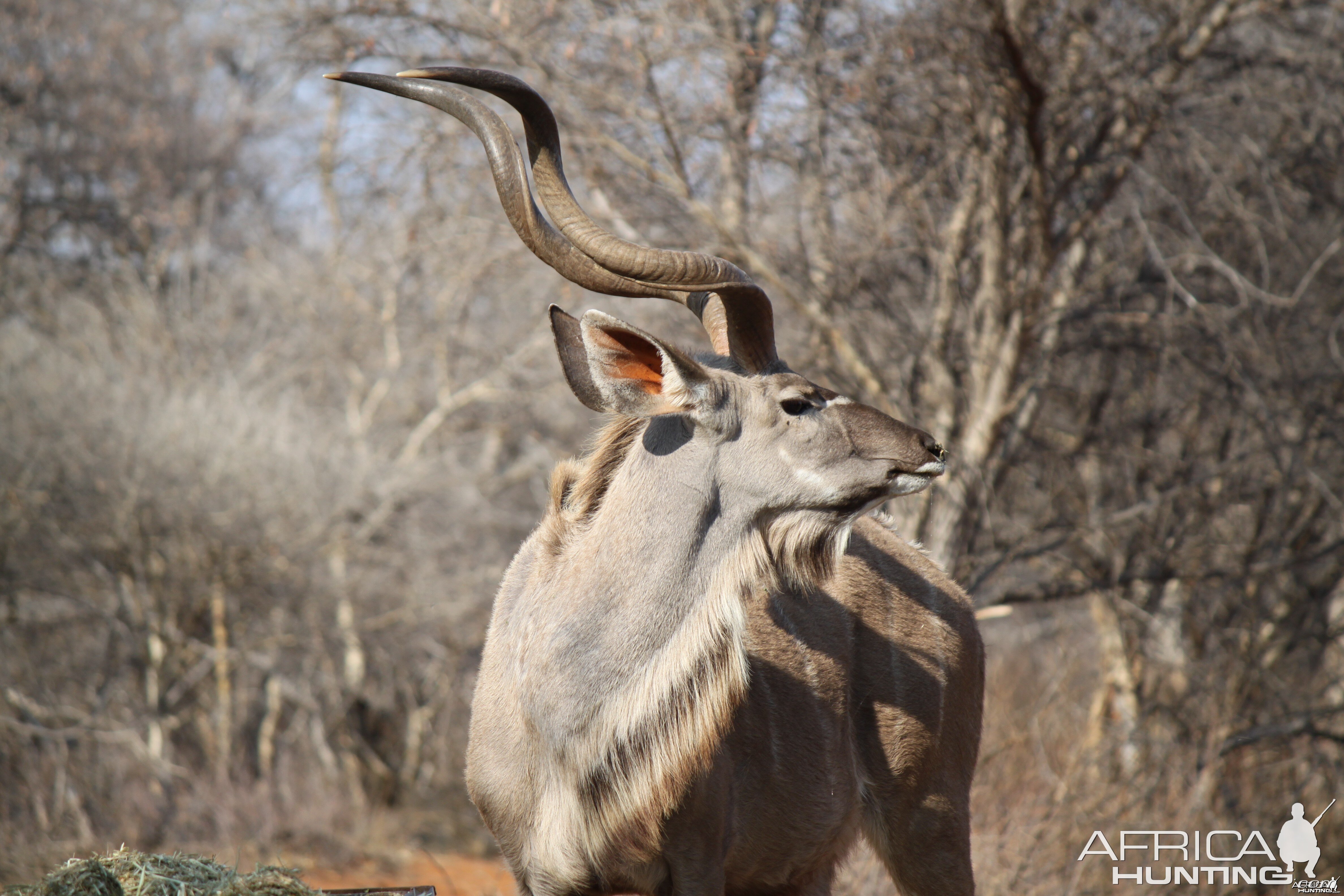 Kudu Bull At Limcroma Safaris