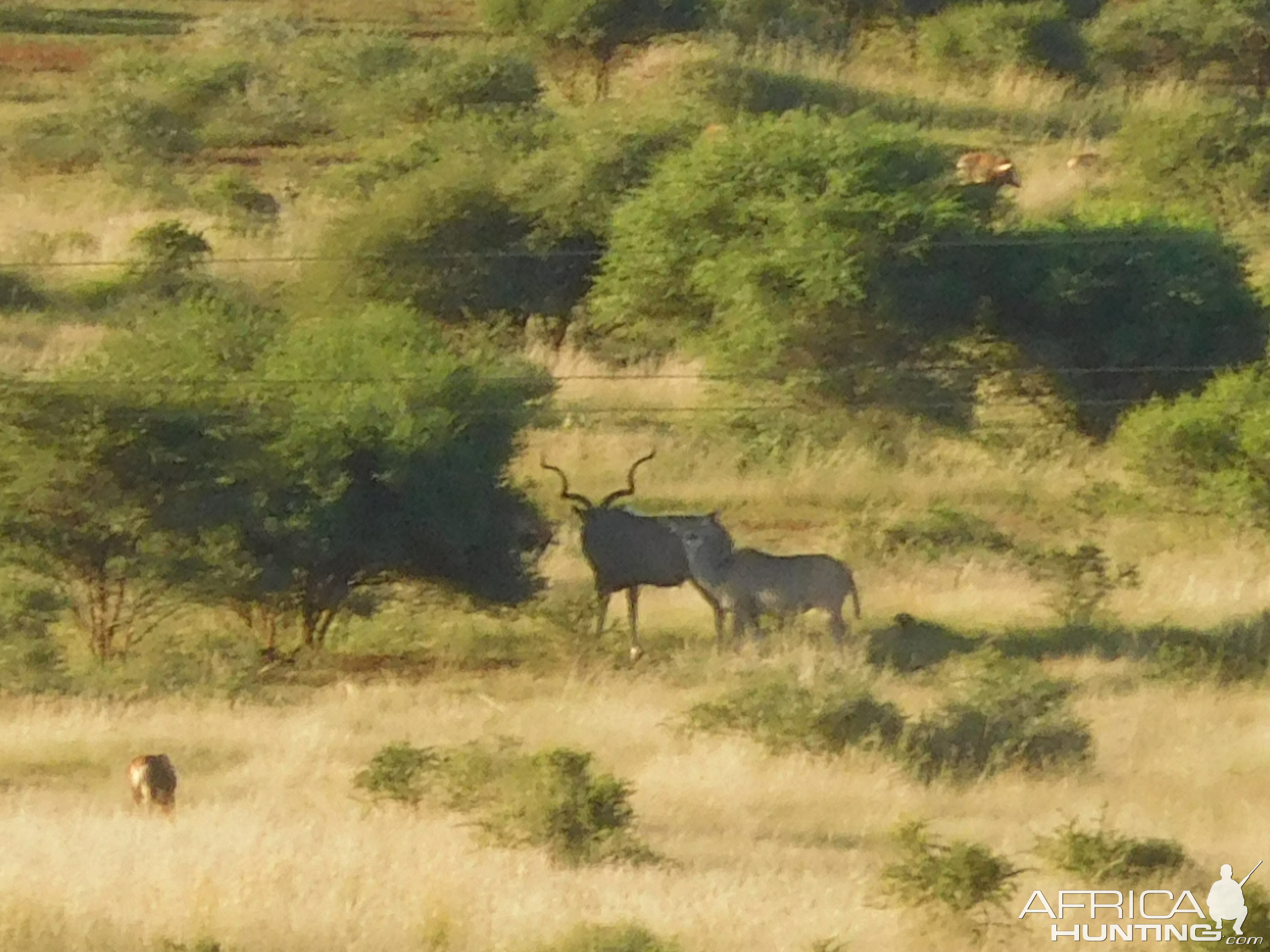 Kudu Bull & Female in South Africa