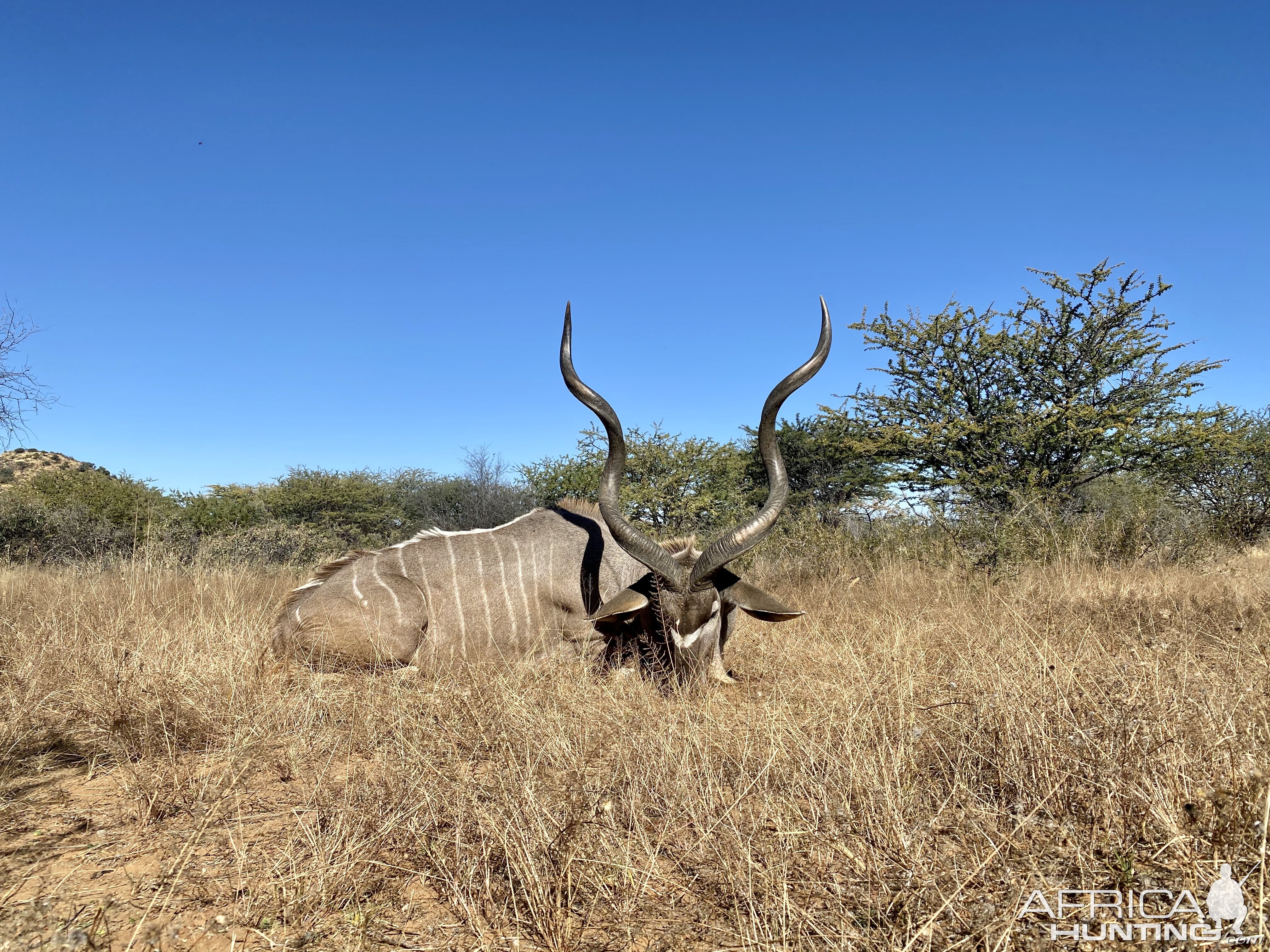 Kudu bull hunting with ZBS