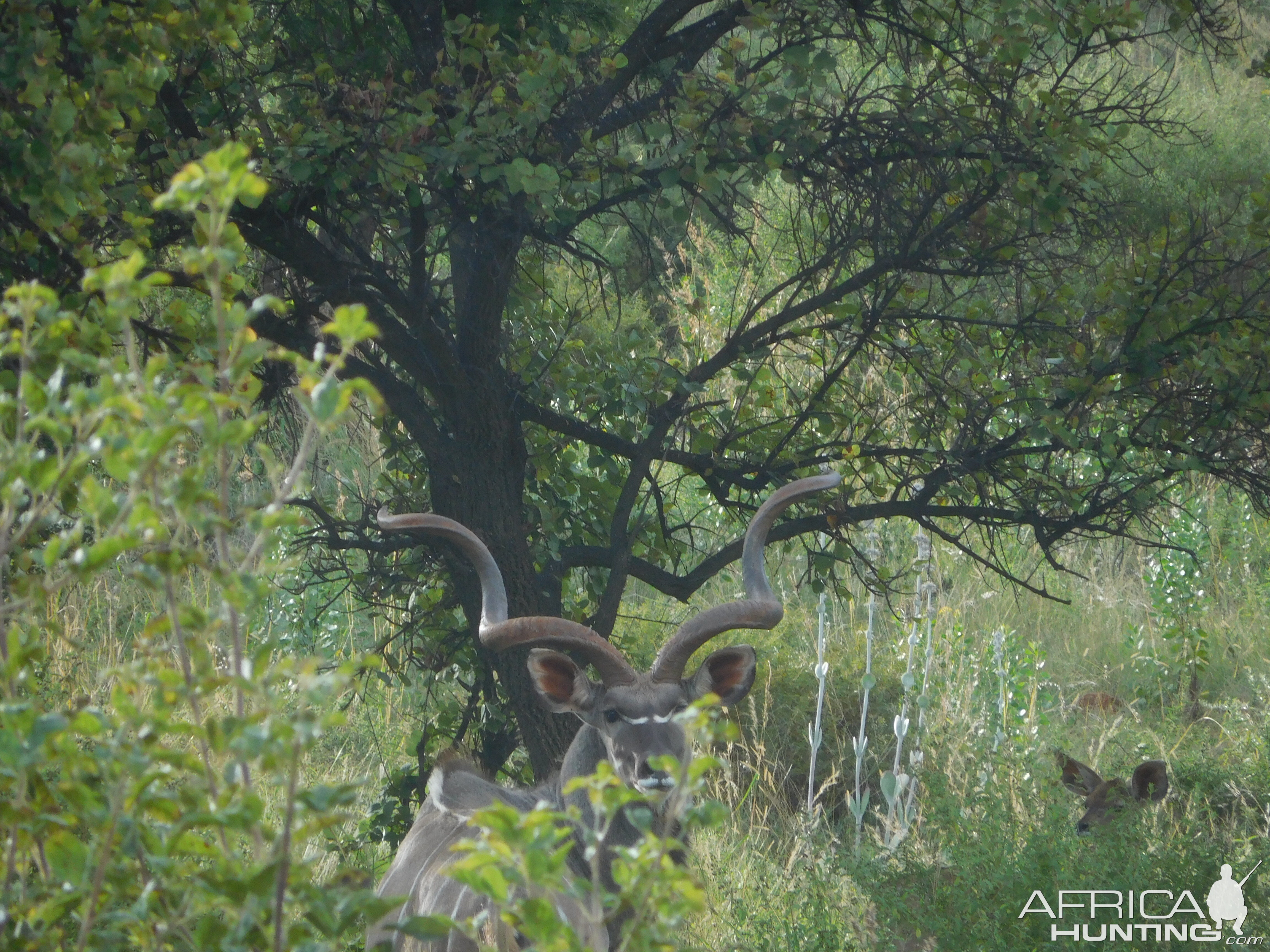 Kudu Bull in South Africa