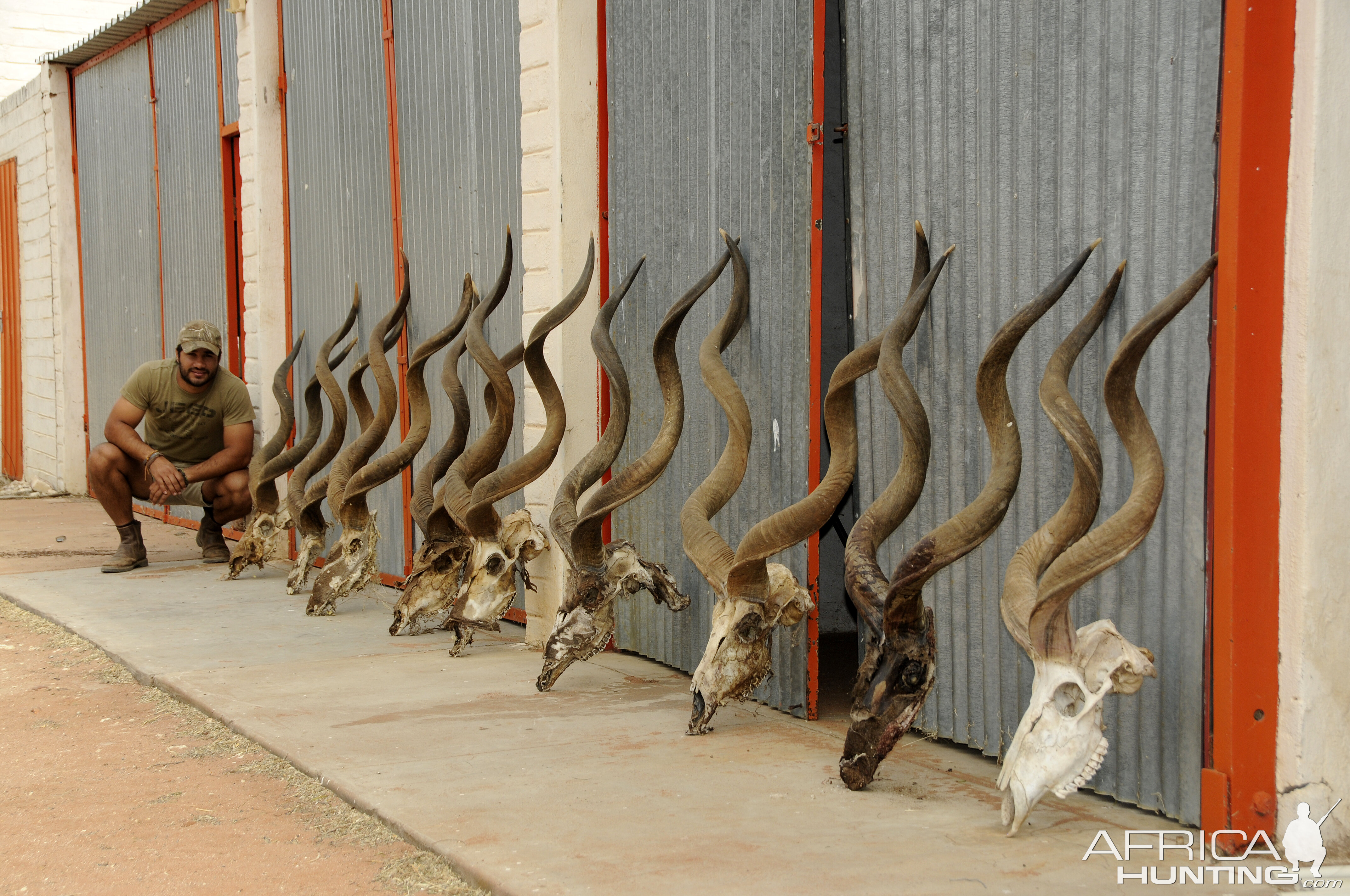 Kudu Bull Skulls collected in 2014 that died of Rabies