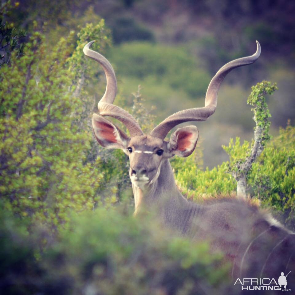 Kudu bull South Africa