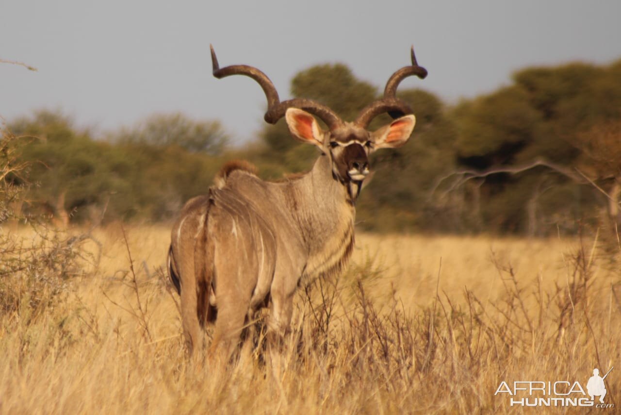 Kudu Bull South Africa