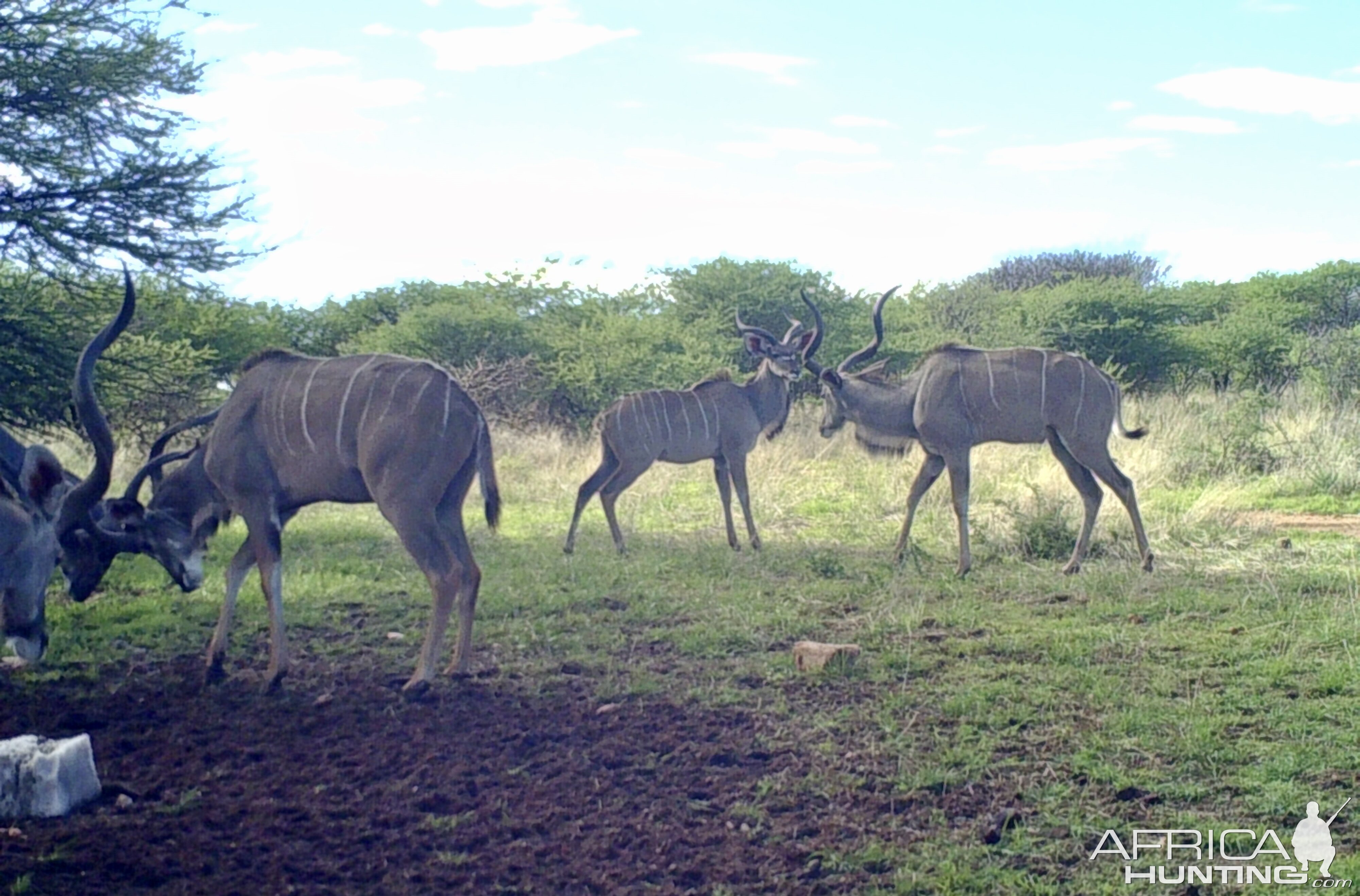 Kudu Bulls At Zana Botes Safari