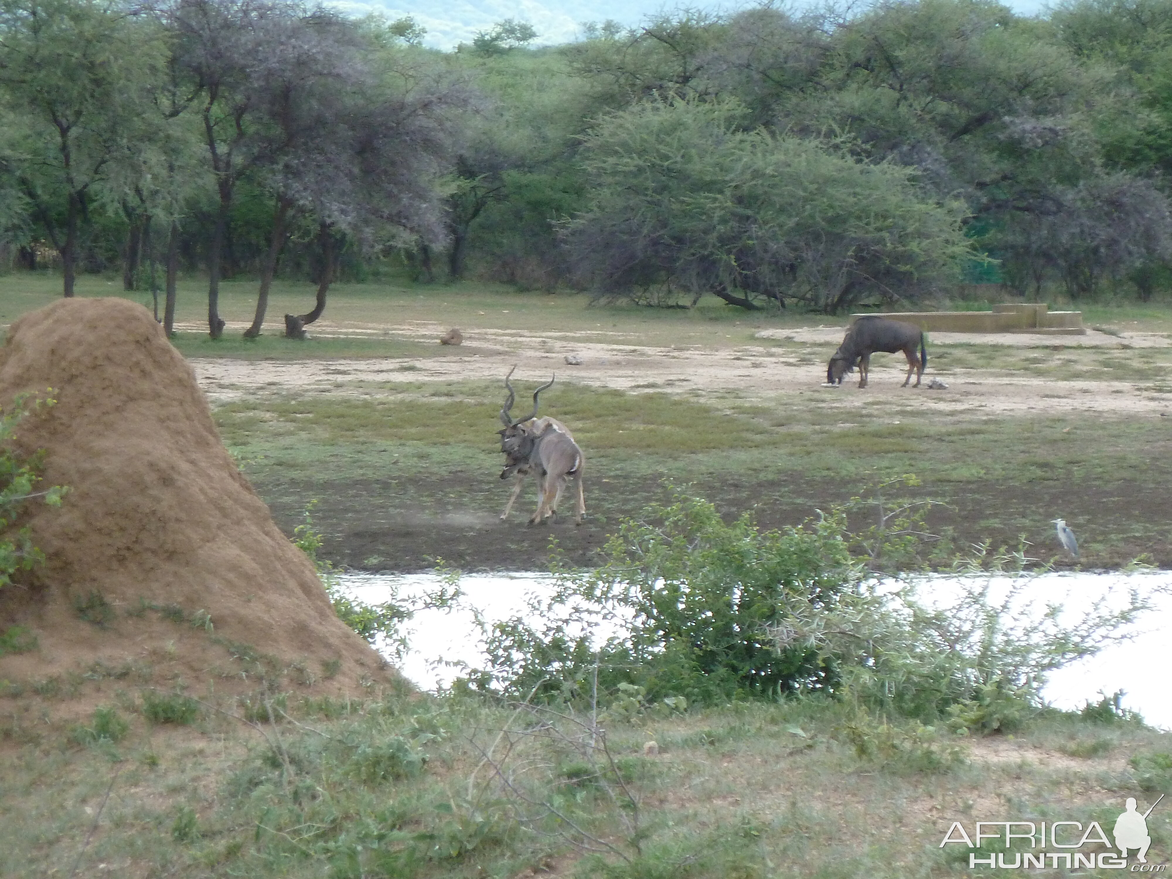 Kudu Bulls Fighting Namibia