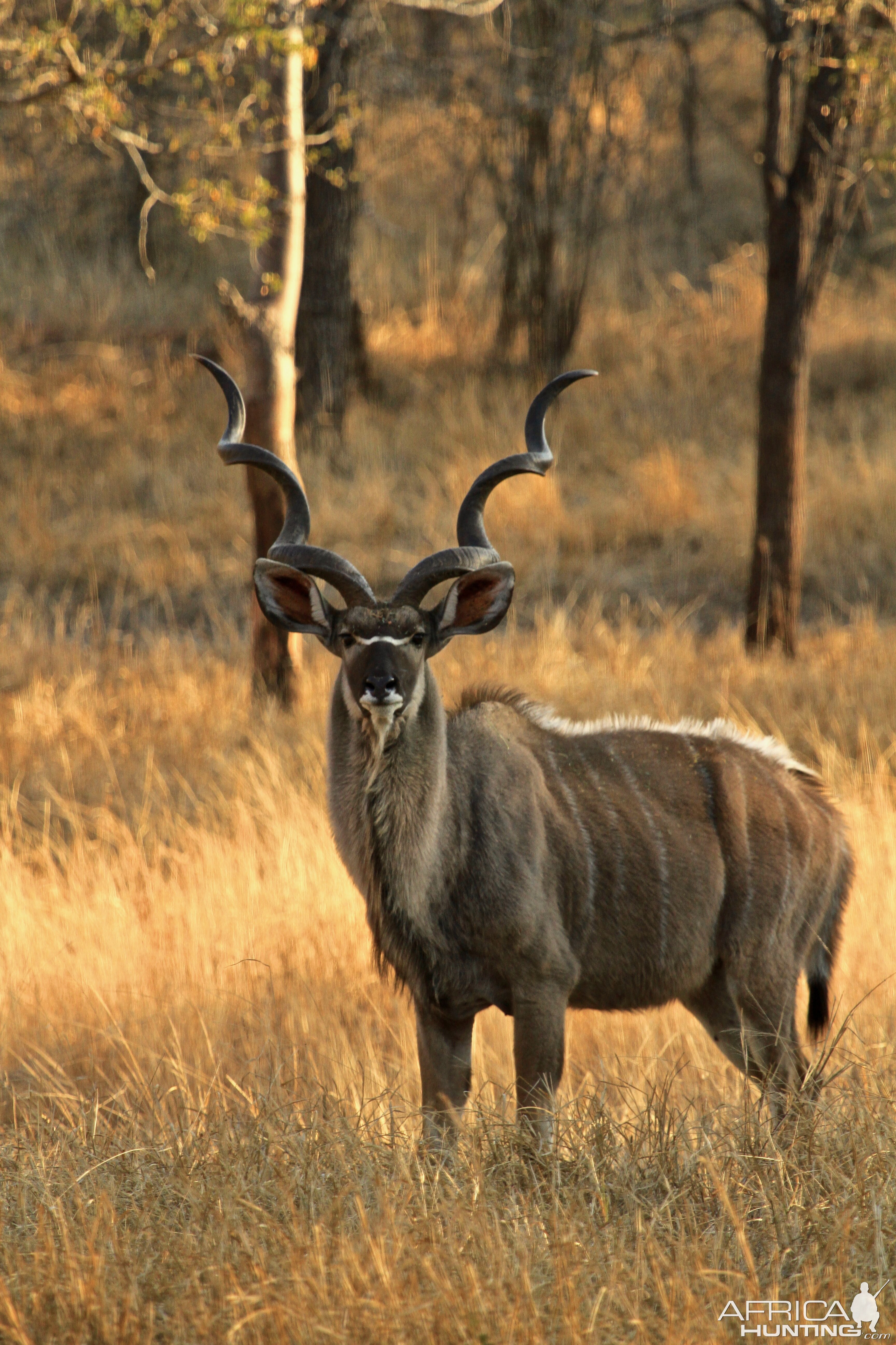 Kudu Bulls in South Africa