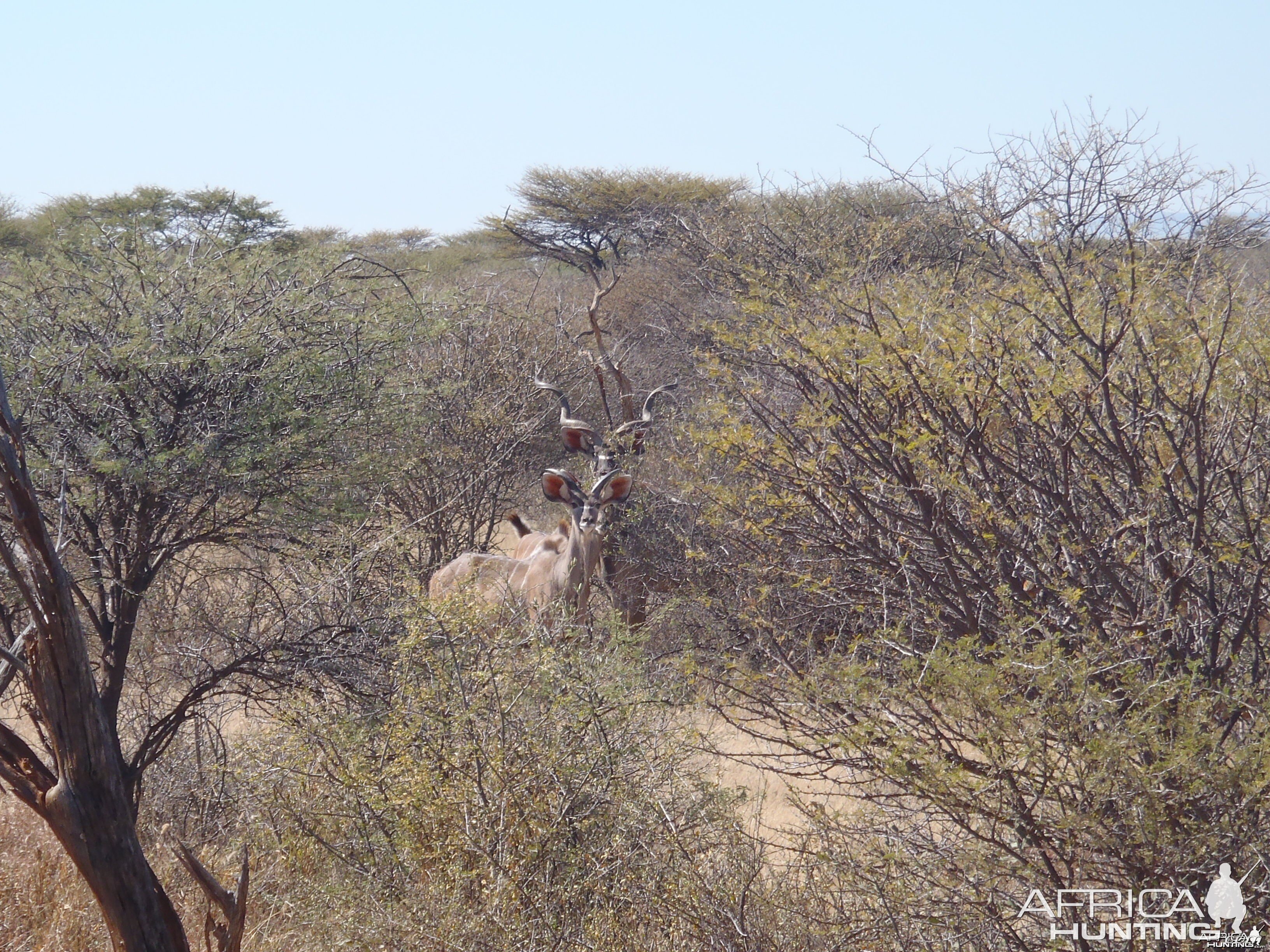 Kudu Bulls Namibia