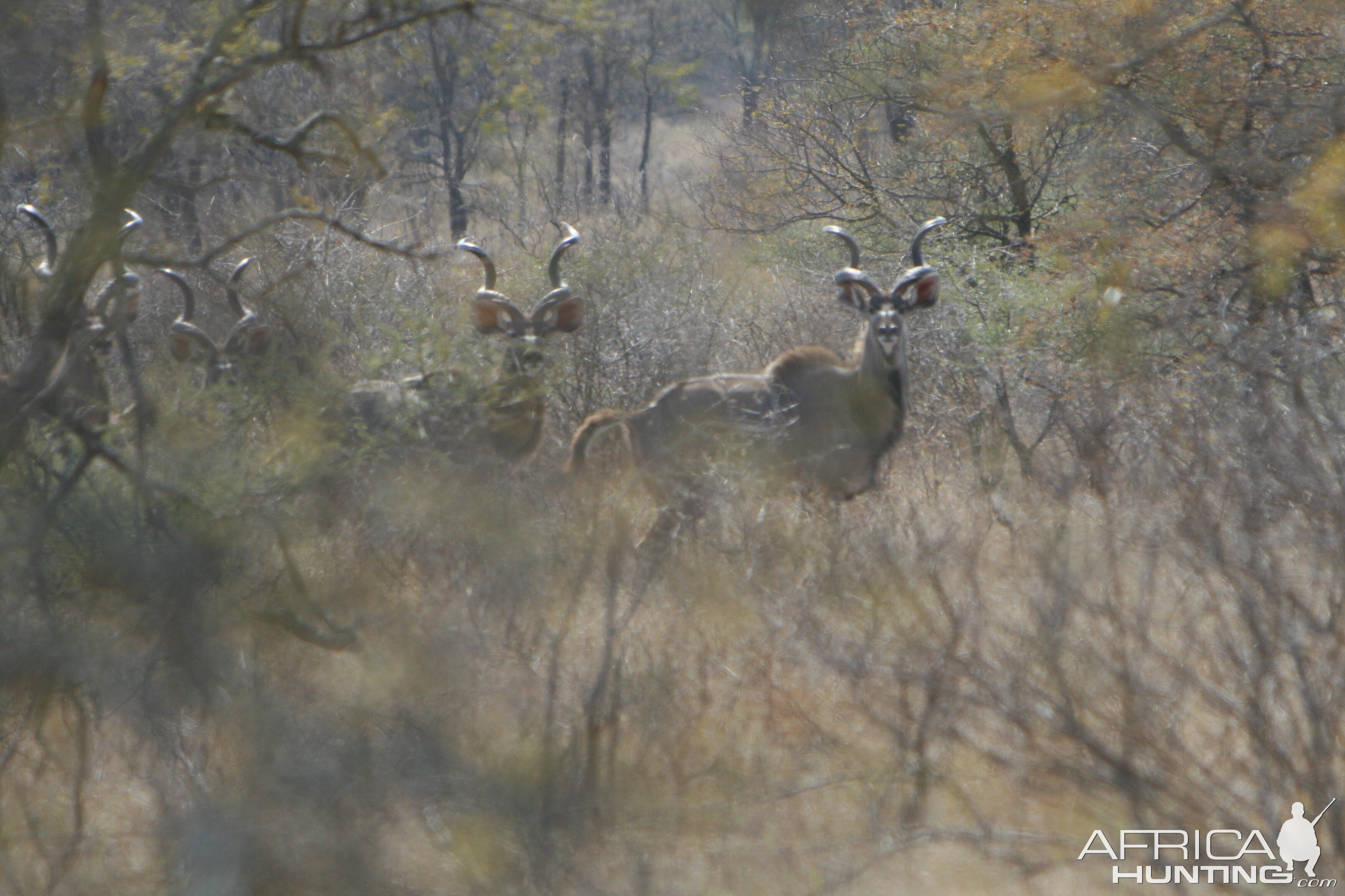 Kudu Bulls