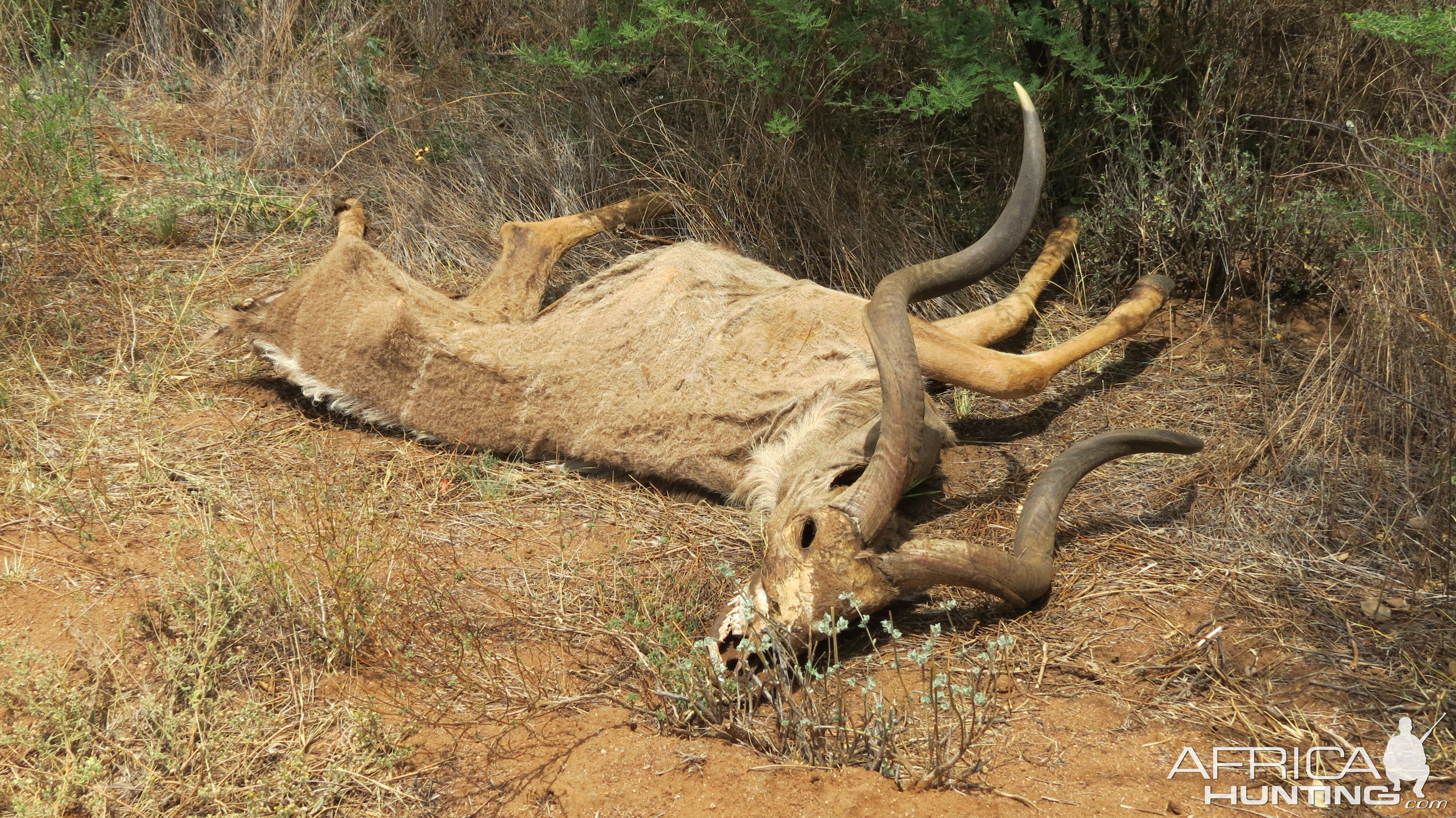 Kudu Carcass Namibia