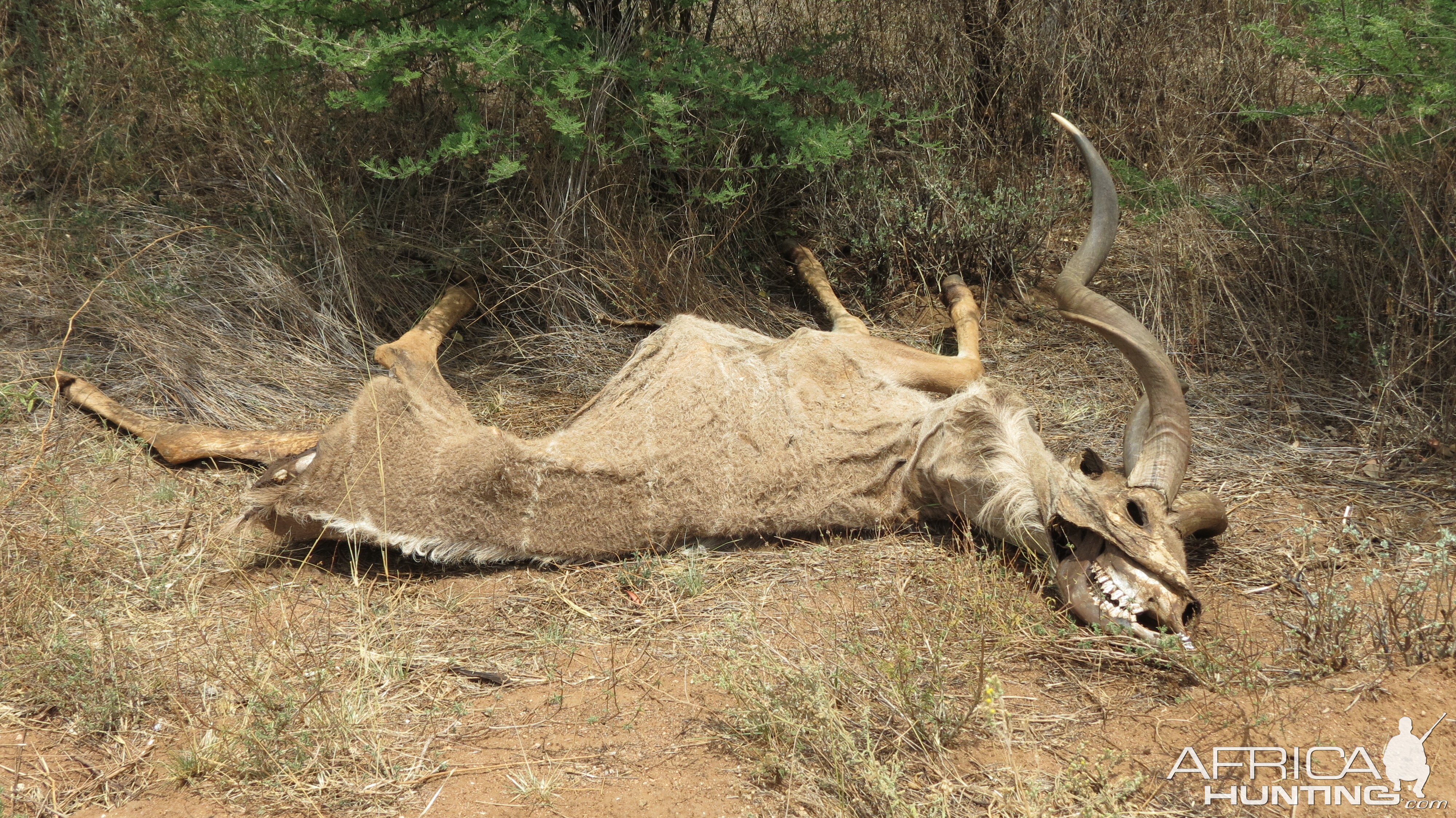 Kudu Carcass Namibia