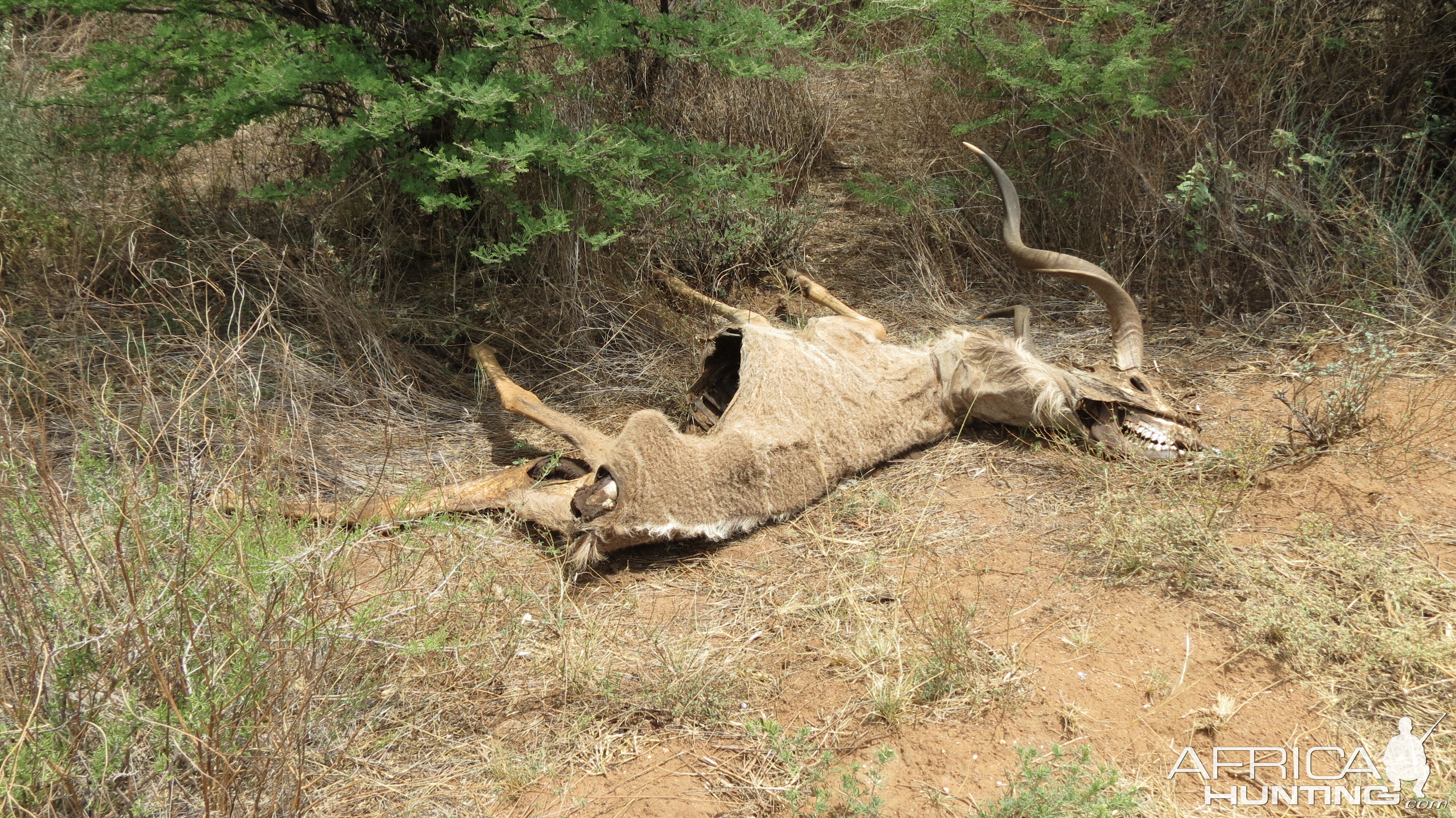 Kudu Carcass Namibia