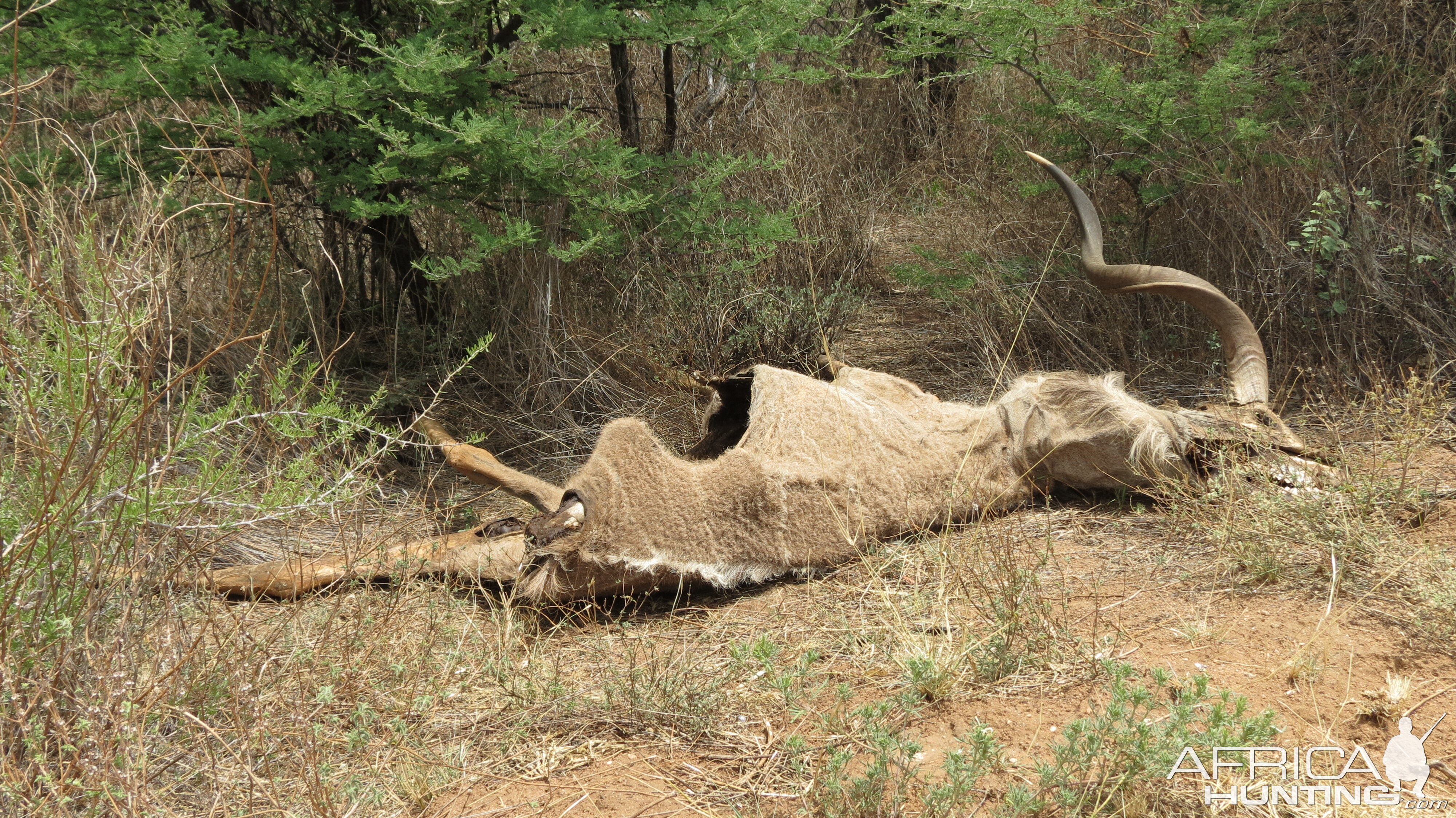 Kudu Carcass Namibia