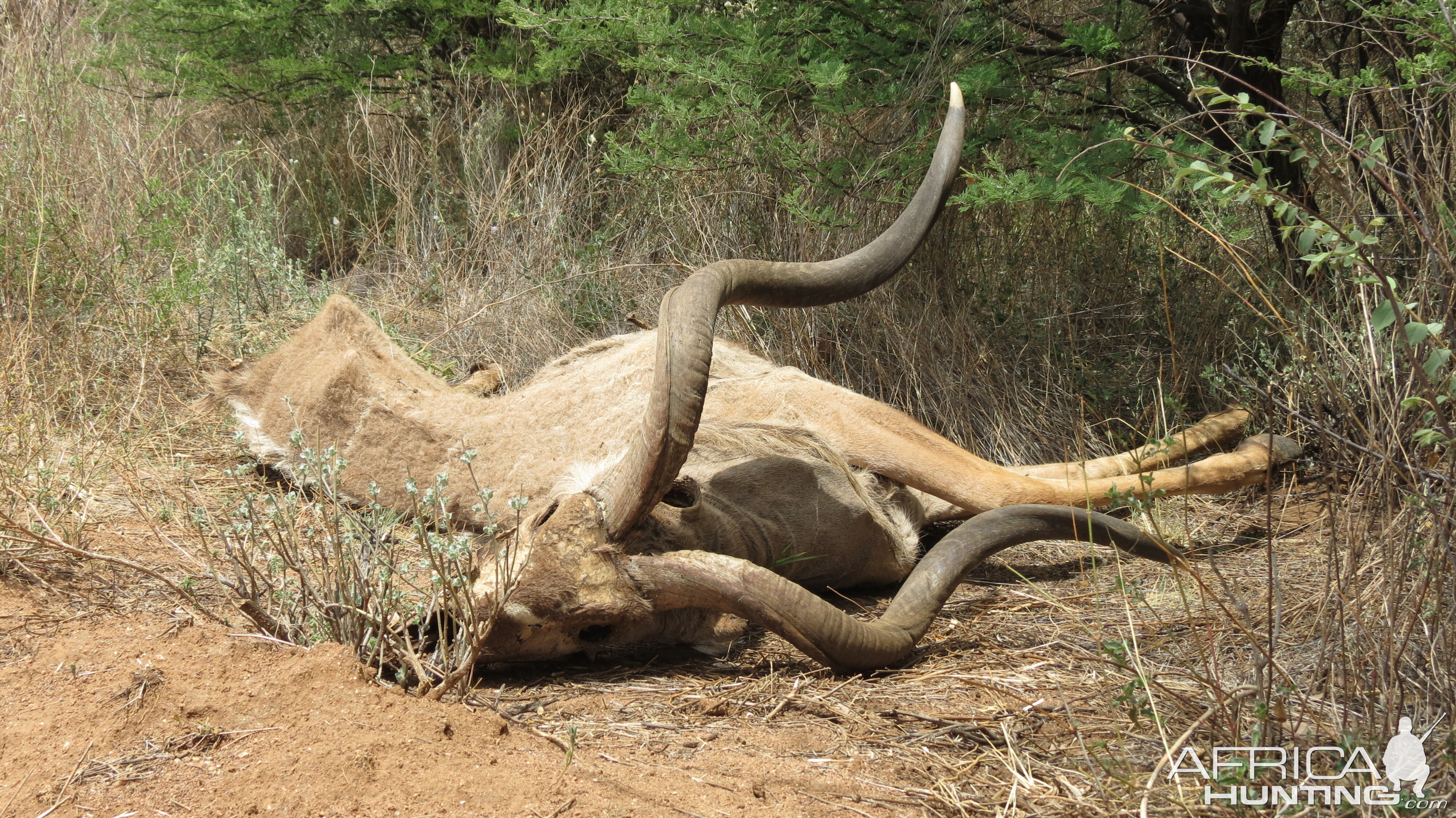 Kudu Carcass Namibia