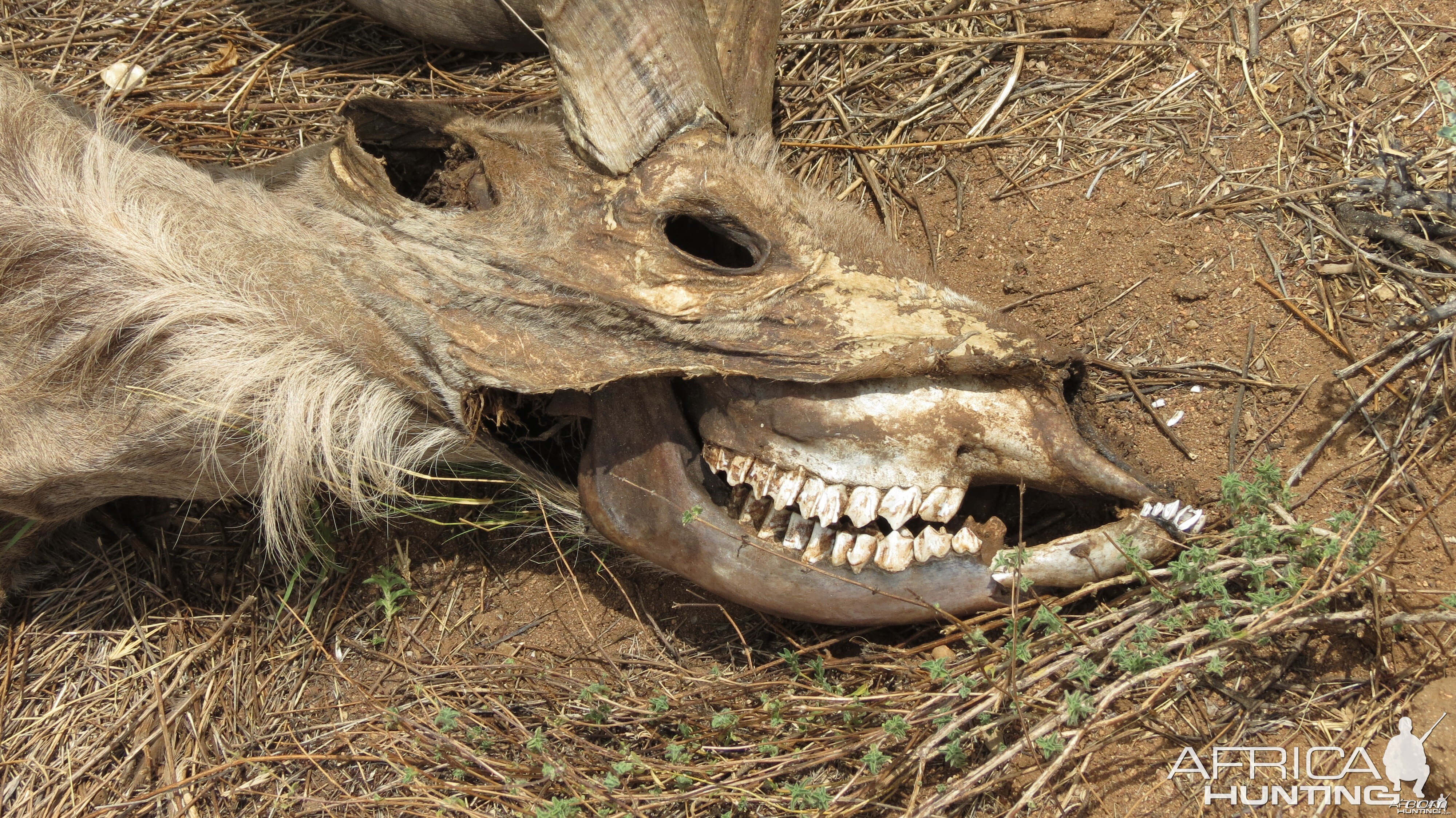 Kudu Carcass Namibia