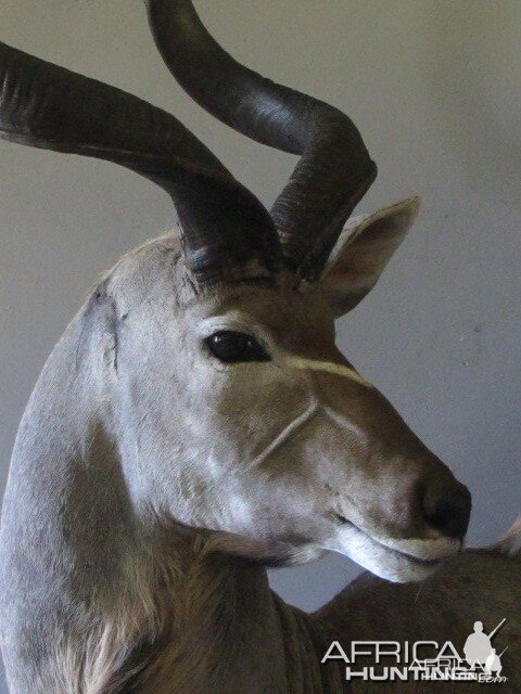 Kudu Close Up